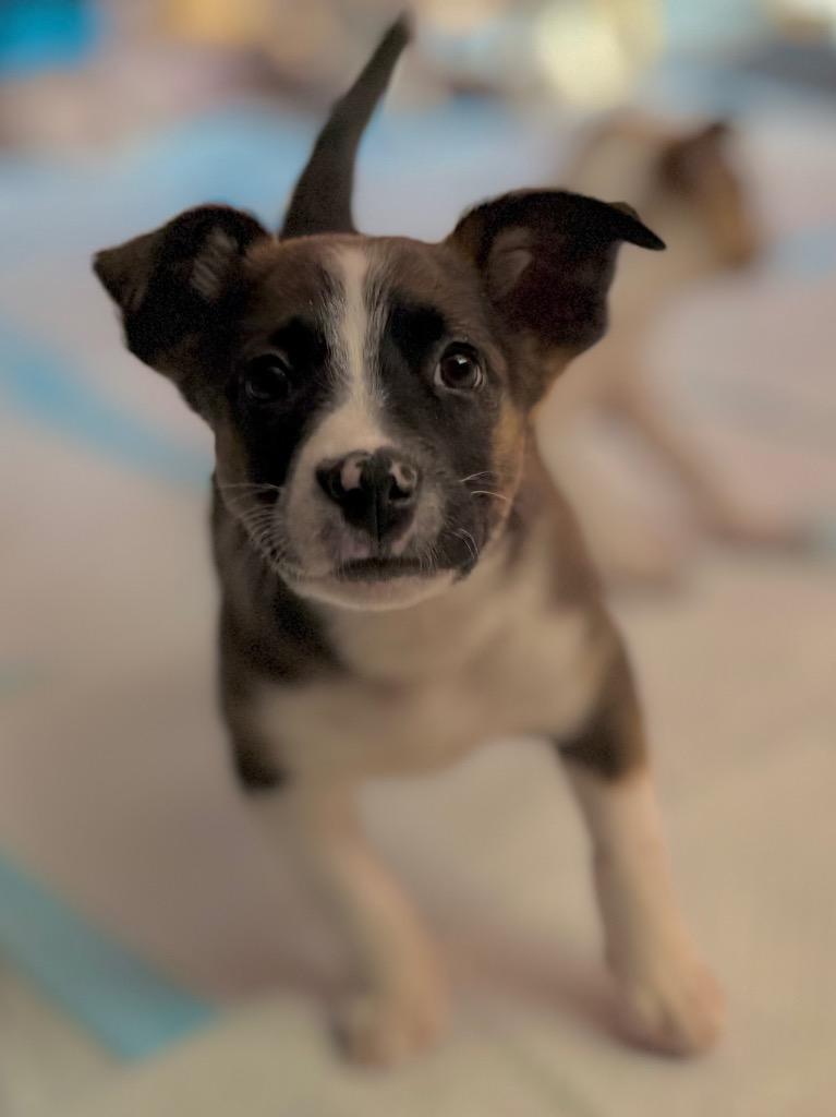 Enlarge Bina, a Adoptable mixed breed in Fort Lupton, CO image 6/6