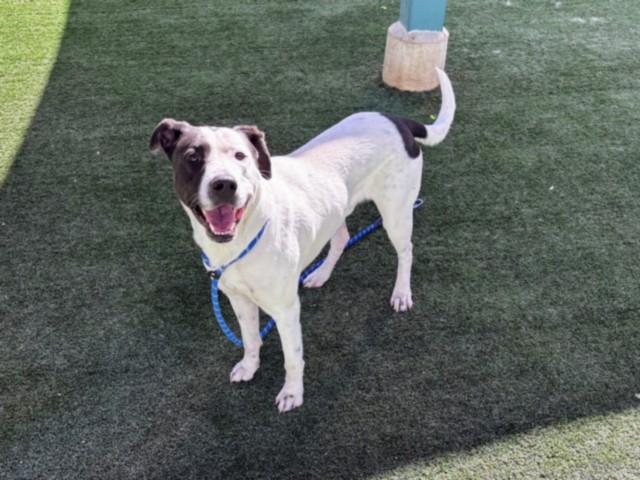 Enlarge CELO, a Adoptable mixed breed in Chatsworth, CA image 1/1