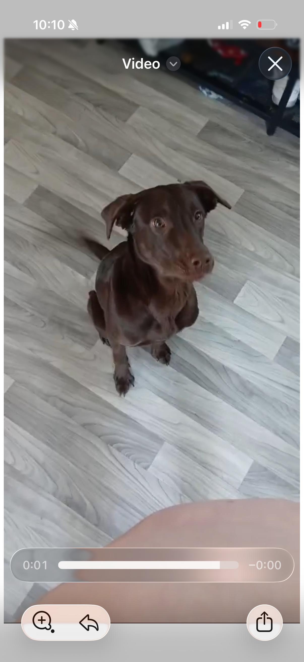 Enlarge Daisy, a Adopted Labrador Retriever in Bloomfield Hills, MI image 1/1
