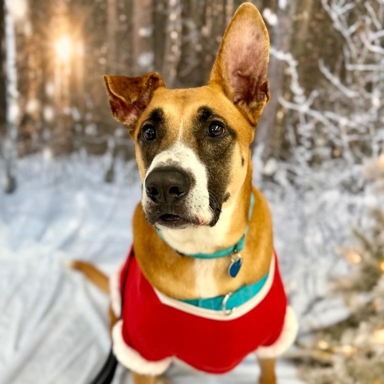 Peele, Adoptable, Adult Male Black Mouth Cur & Hound.