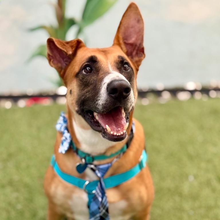 Enlarge Peele, a Adoptable mixed breed in Fort Lauderdale, FL image 2/5