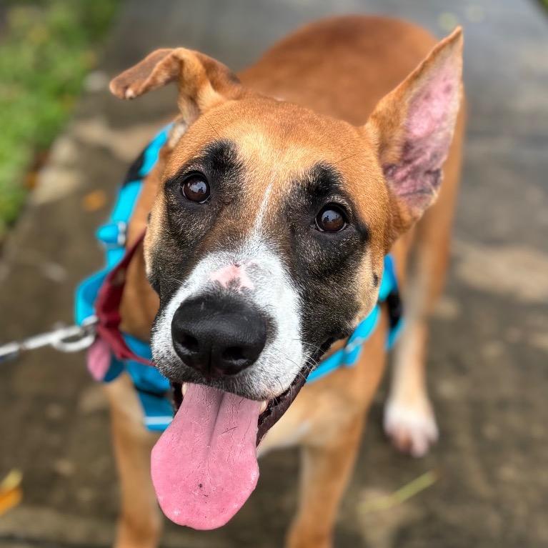 Enlarge Peele, a Adoptable mixed breed in Fort Lauderdale, FL image 3/5