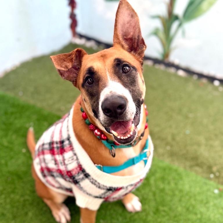 Enlarge Peele, a Adoptable mixed breed in Fort Lauderdale, FL image 4/5