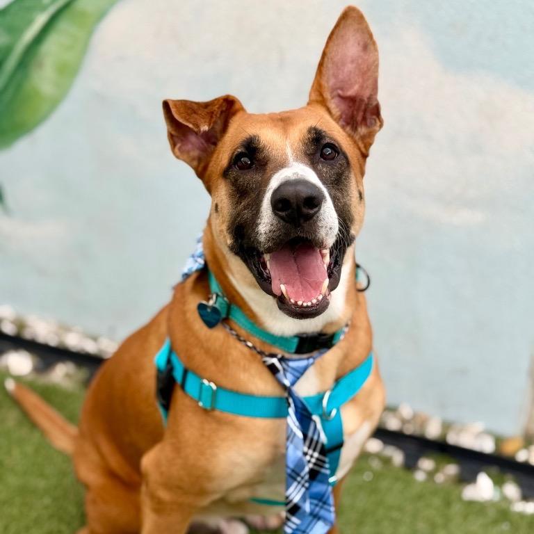 Enlarge Peele, a Adoptable mixed breed in Fort Lauderdale, FL image 5/5