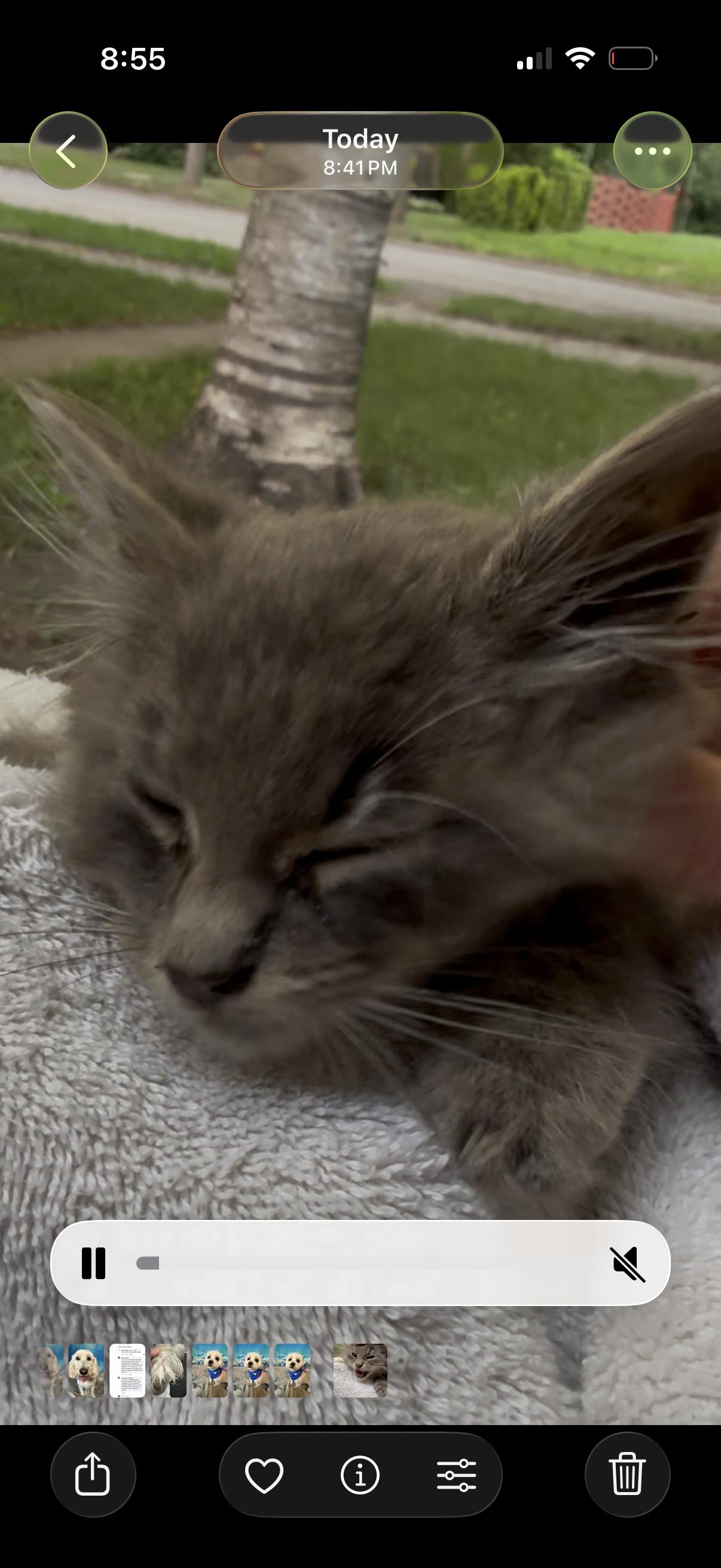 Maverick, Adoptable, Kitten Male Domestic Long Hair.