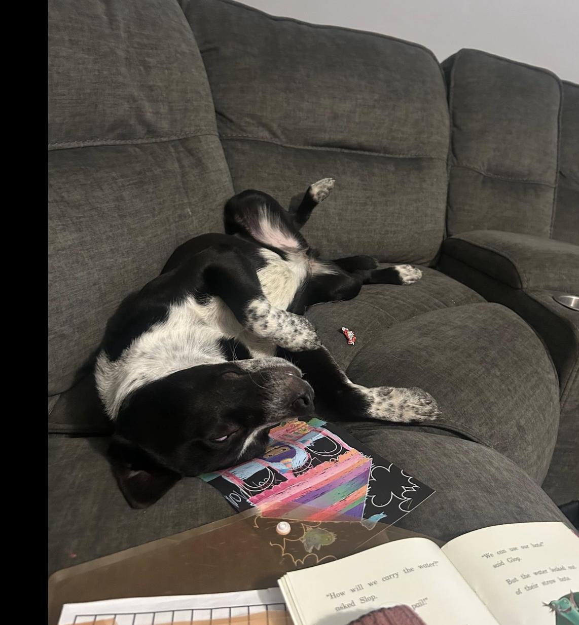 Enlarge Dean, a ADOPTABLE mixed breed in Plainfield, IL image 3/4