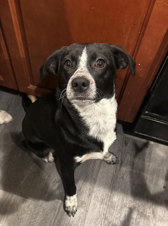 Enlarge Dean, a ADOPTABLE mixed breed in Plainfield, IL image 4/4