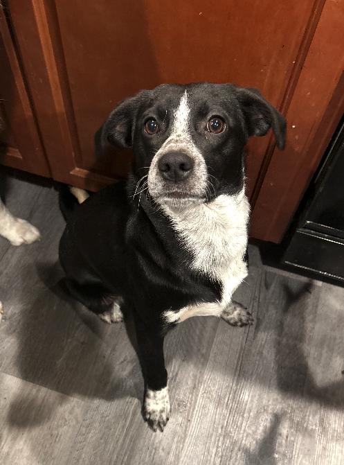 Enlarge Dean, a ADOPTABLE mixed breed in Plainfield, IL image 1/4