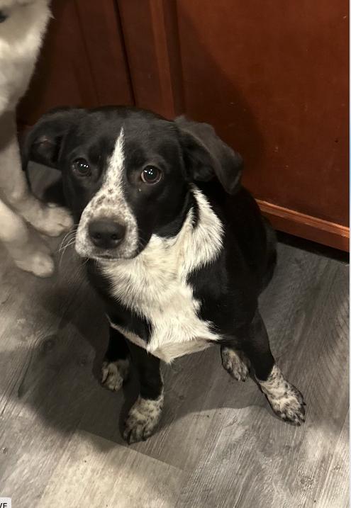 Enlarge Dean, a ADOPTABLE mixed breed in Plainfield, IL image 2/4