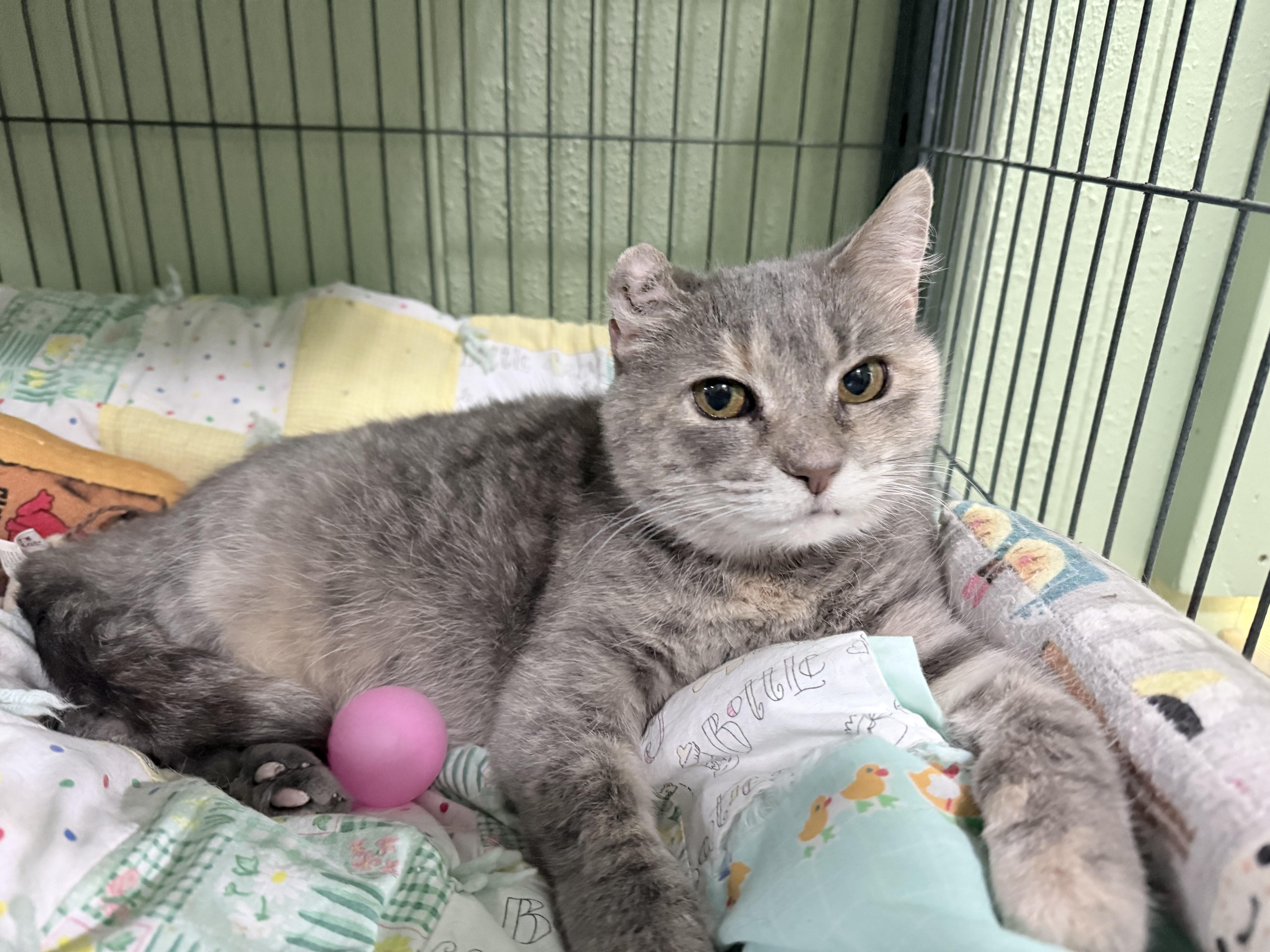 Enlarge Astra (bonded to Ballie), a Adoptable Domestic Short Hair in Neenah, WI image 6/6