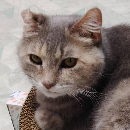 Astra (bonded to Ballie)