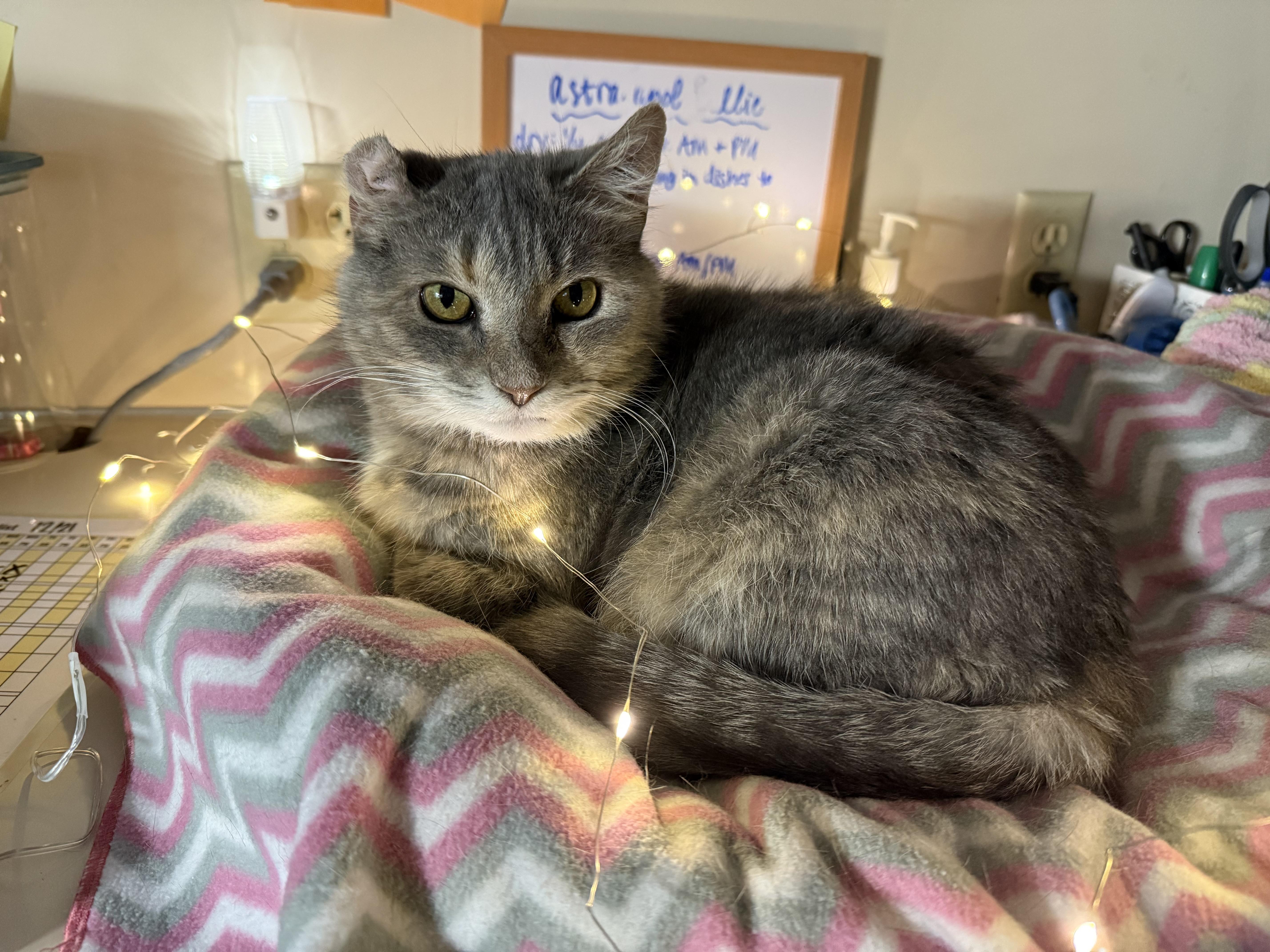 Enlarge Astra (bonded to Ballie), a Adoptable Domestic Short Hair in Neenah, WI image 5/6