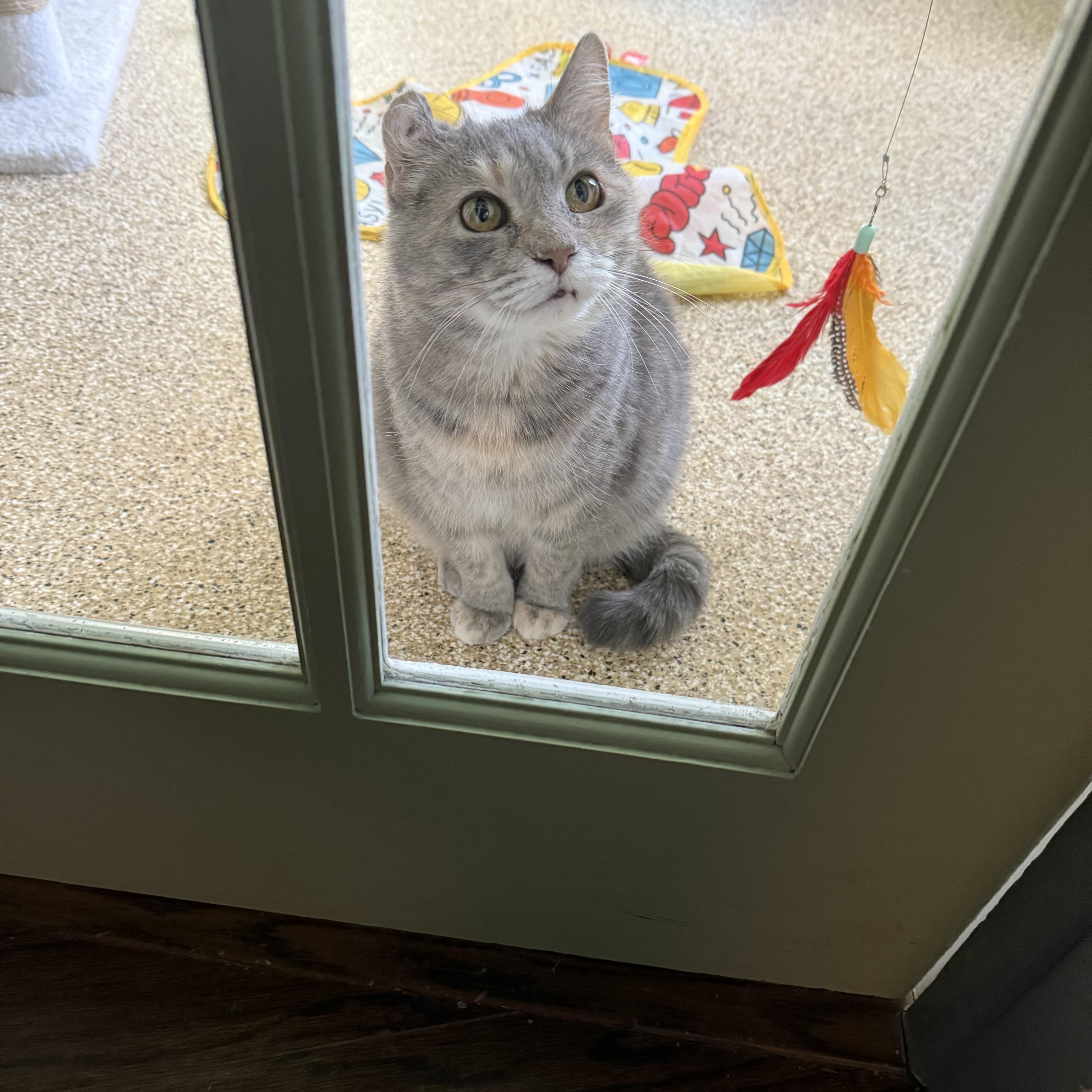 Astra (bonded to Ballie), Adoptable, Adult Female Domestic Short Hair.