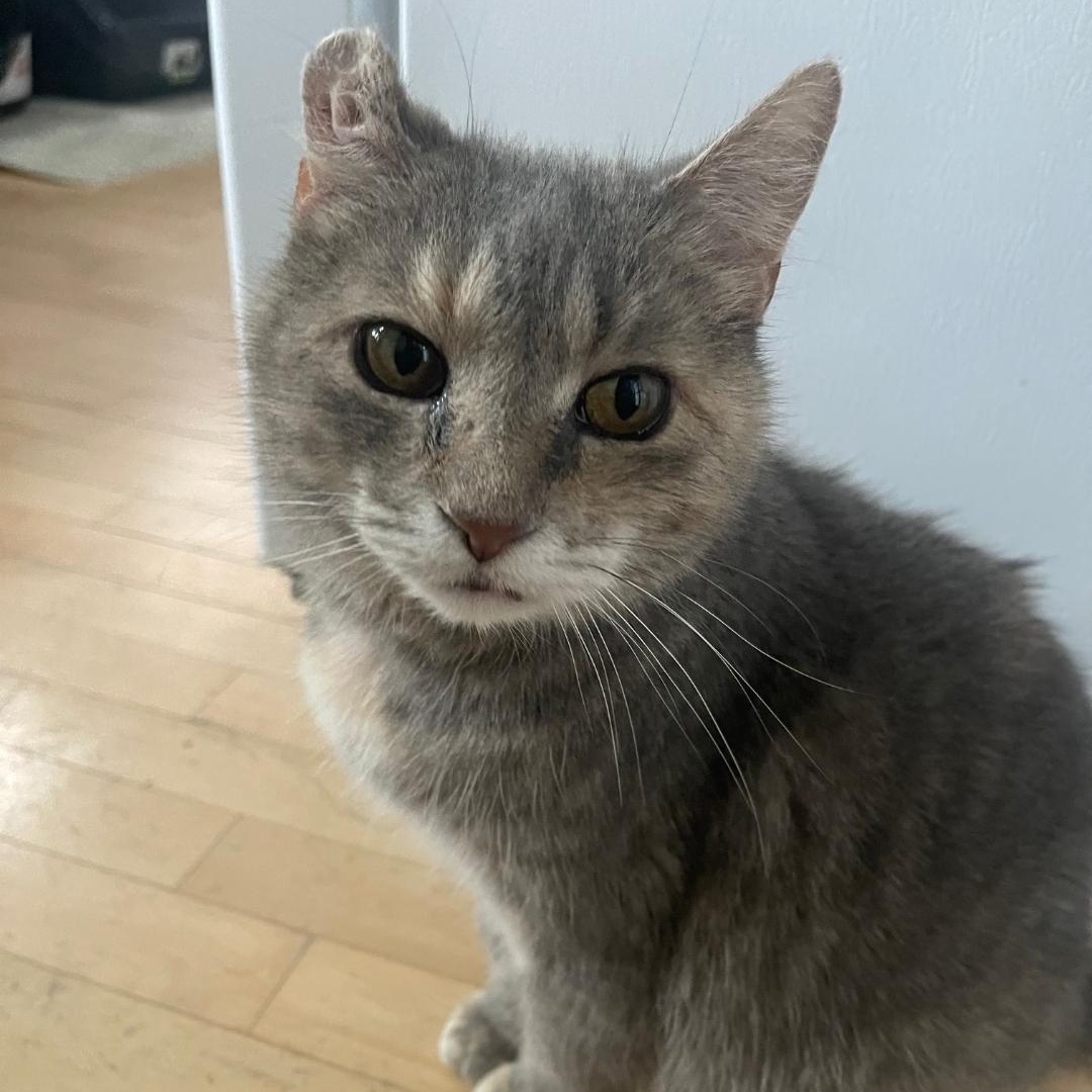 Astra (bonded to Ballie), a Adoptable Domestic Short Hair in Neenah, WI image 2/5