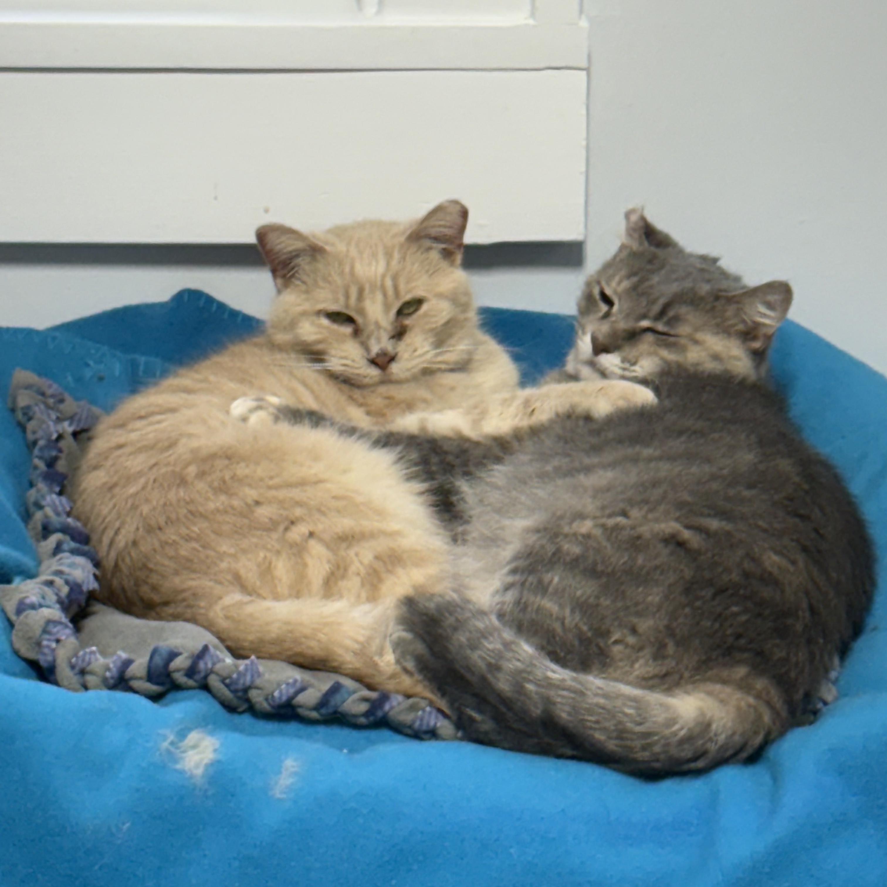 Astra (bonded to Ballie), a Adoptable Domestic Short Hair in Neenah, WI image 3/5