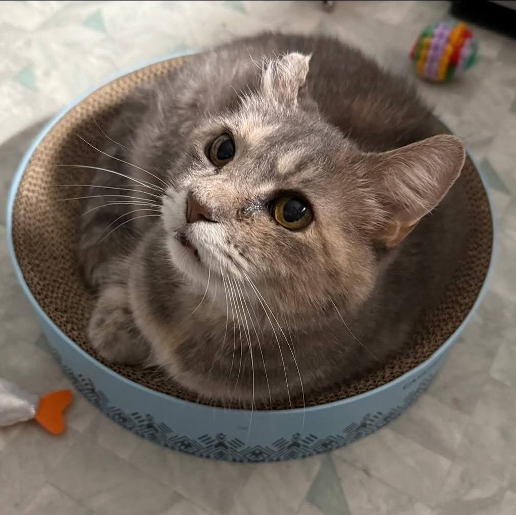 Astra (bonded to Ballie), Adoptable, Adult Female Domestic Short Hair.