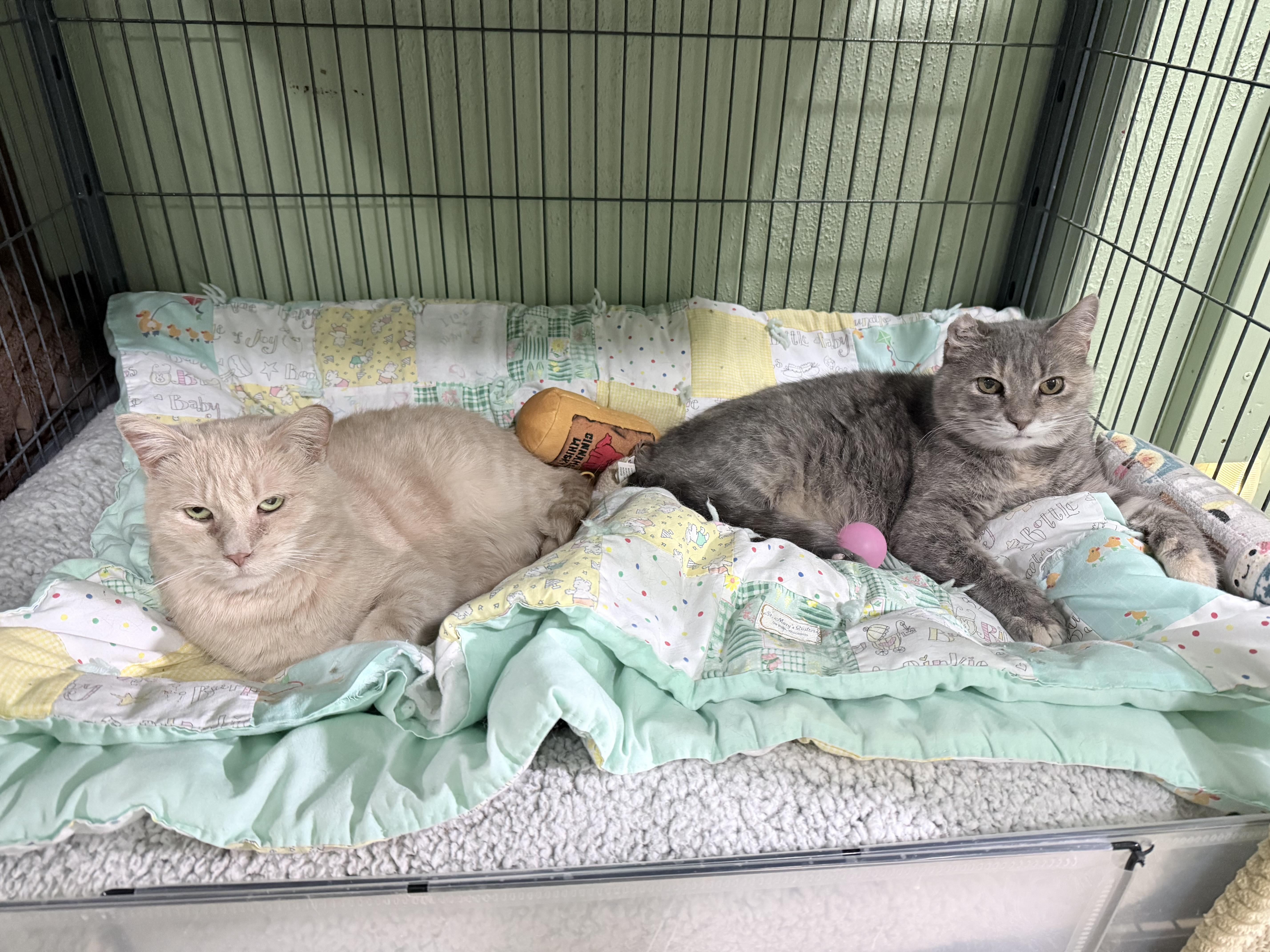 Enlarge Astra (bonded to Ballie), a Adoptable Domestic Short Hair in Neenah, WI image 4/6