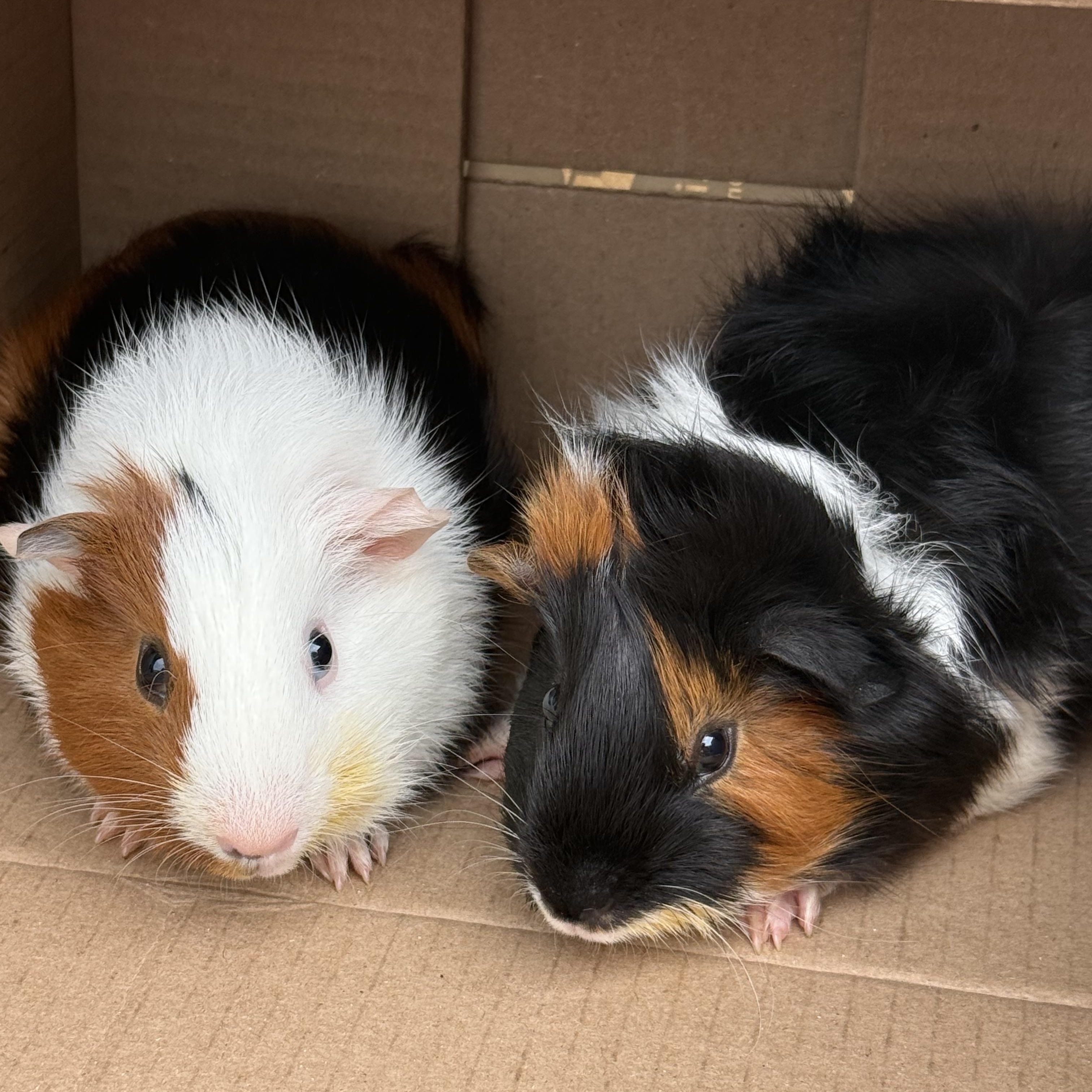 Cookie & Waffles, a ADOPTABLE Guinea Pig in Austin, TX image 2/6