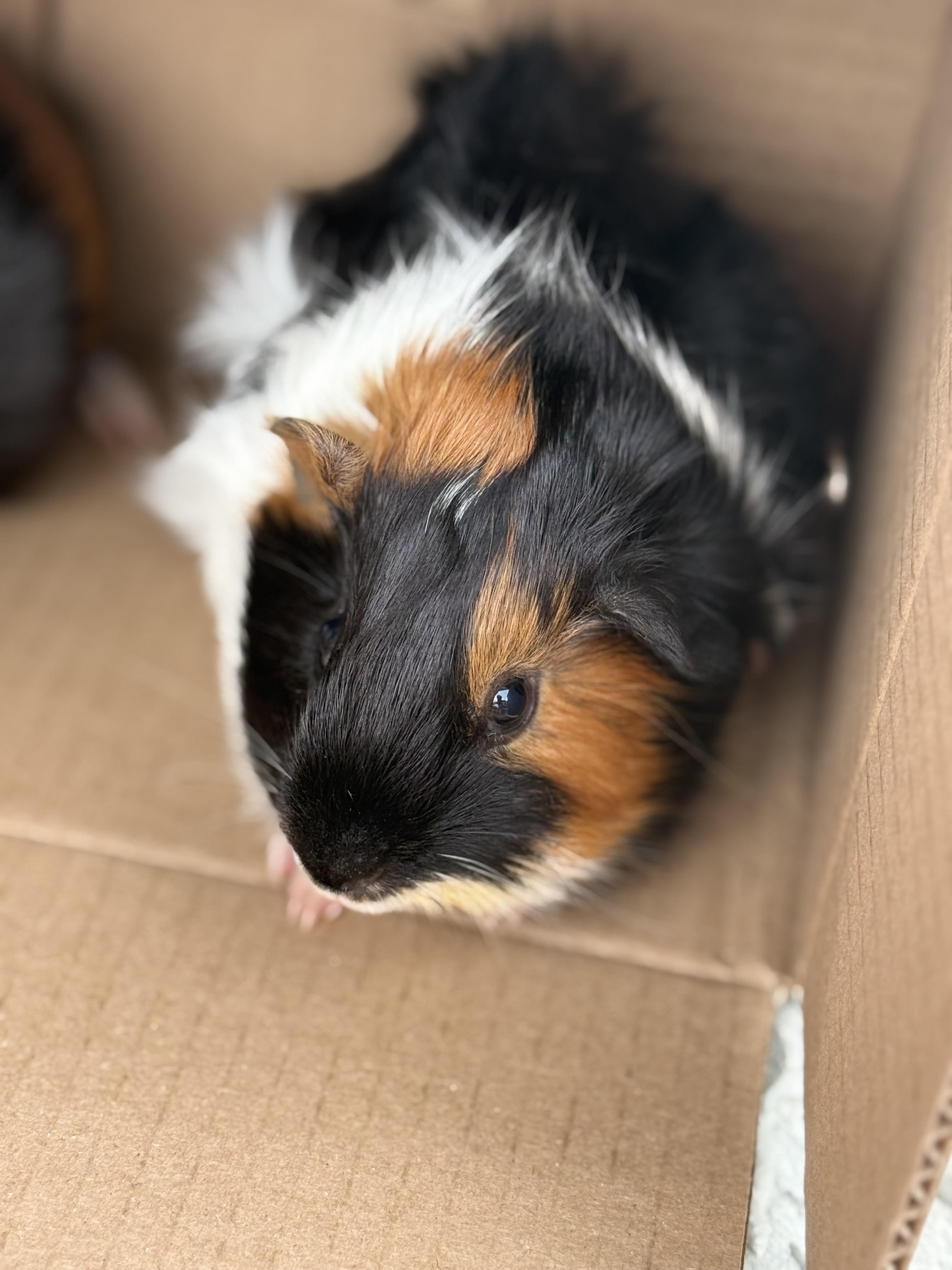 Cookie & Waffles, a ADOPTABLE Guinea Pig in Austin, TX image 5/6