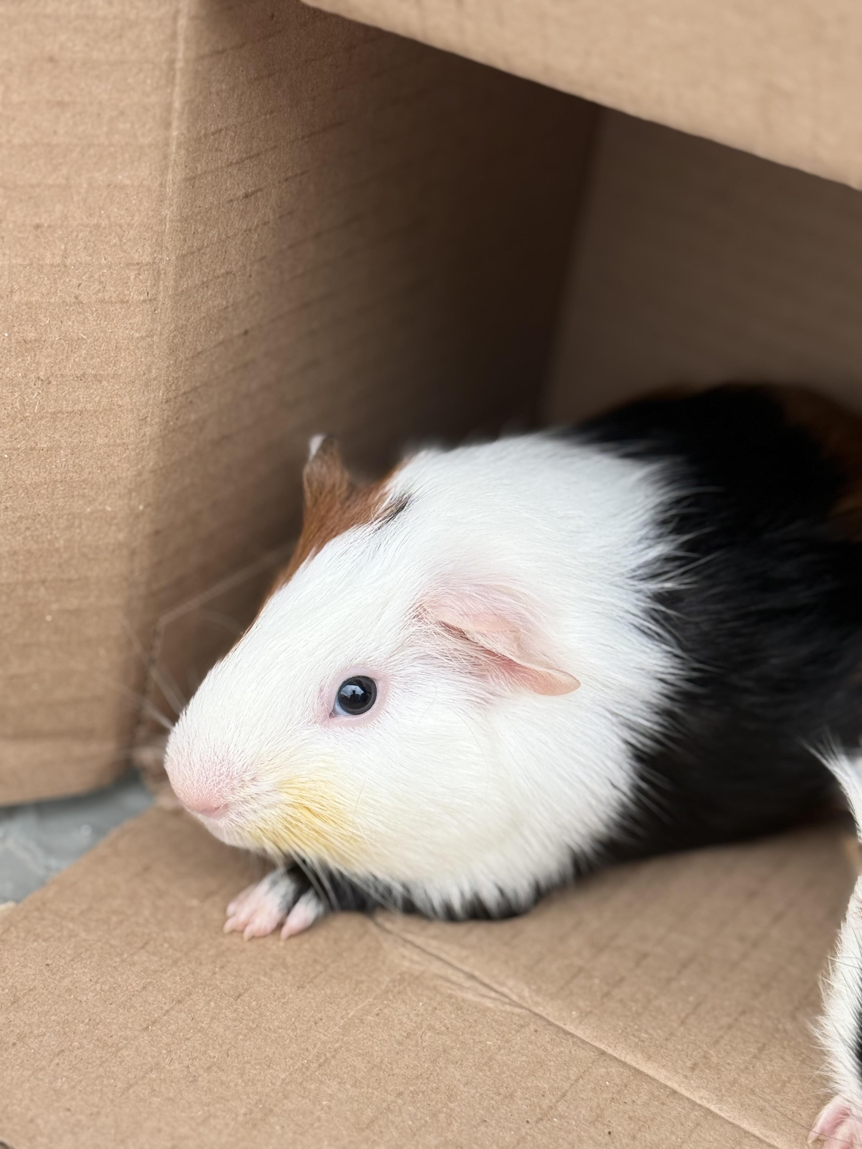 Cookie & Waffles, a ADOPTABLE Guinea Pig in Austin, TX image 6/6