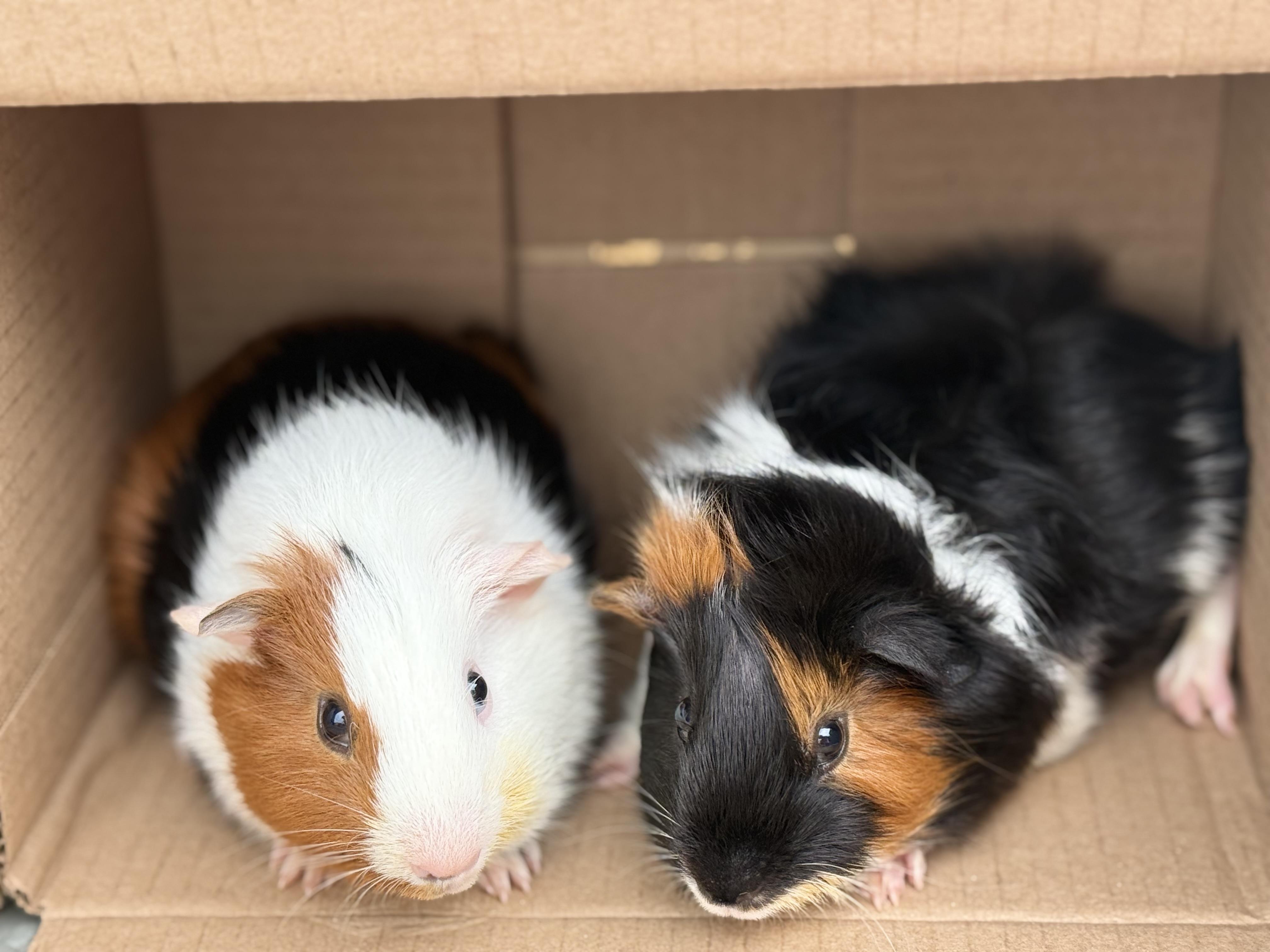 Cookie & Waffles, ADOPTABLE, Baby Male Guinea Pig.