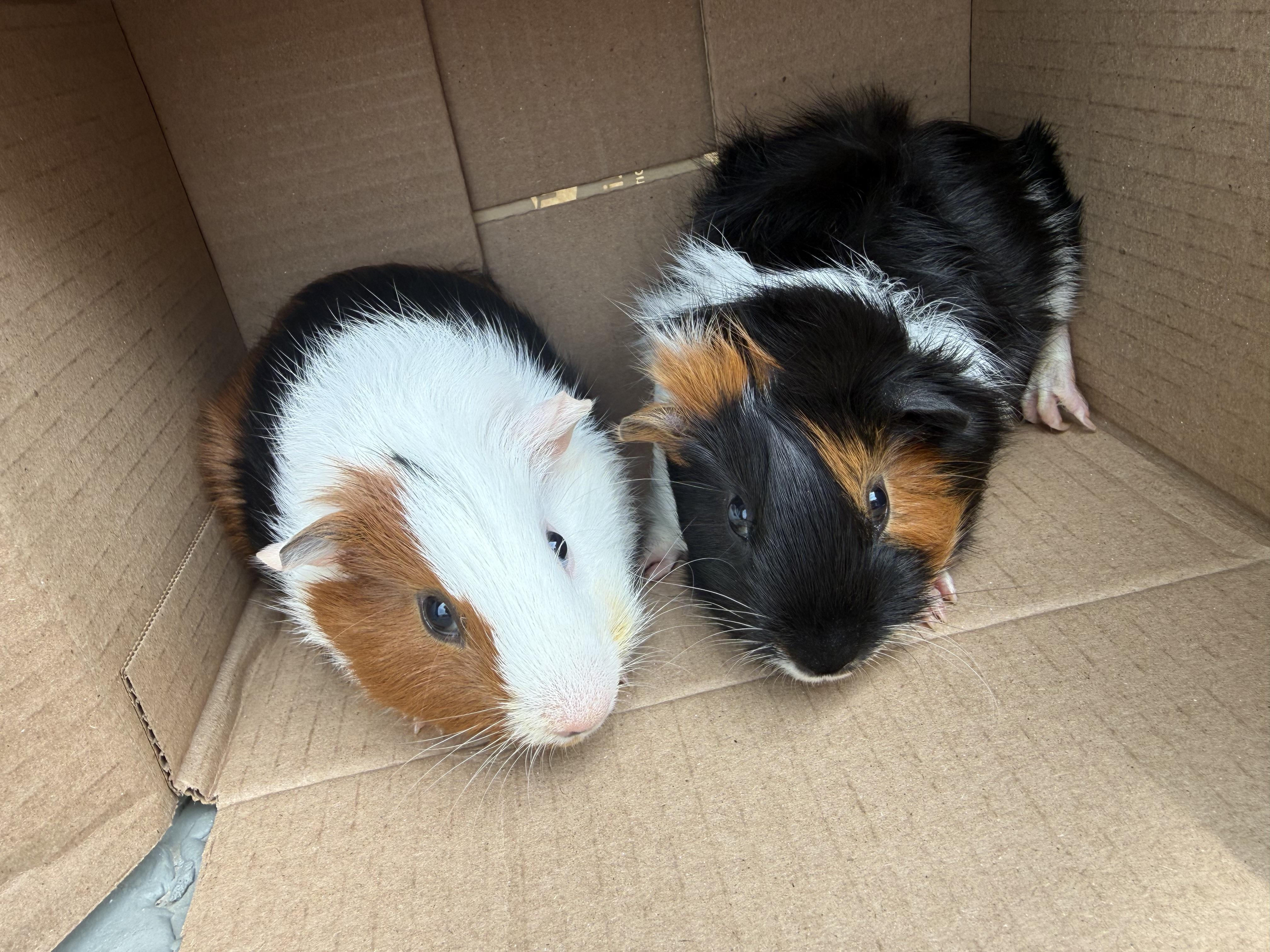 Cookie & Waffles, a ADOPTABLE Guinea Pig in Austin, TX image 4/6