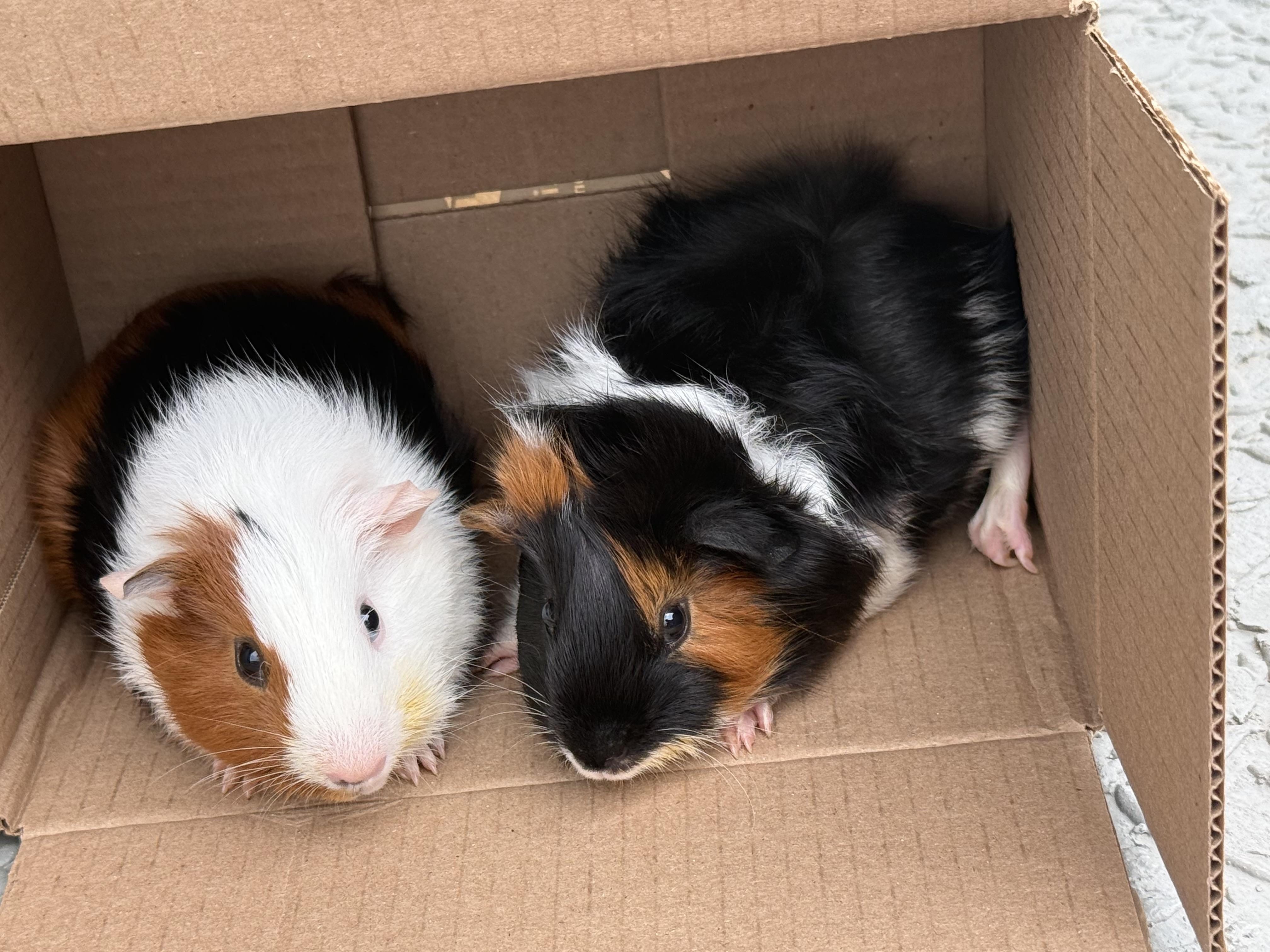 Cookie & Waffles, a ADOPTABLE Guinea Pig in Austin, TX image 3/6