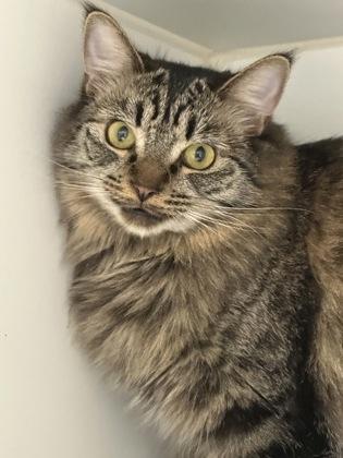 Feathers, Adoptable, Kitten Female Domestic Medium Hair & Domestic Short Hair.