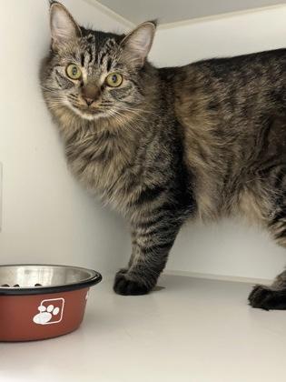 Enlarge Feathers, a Adoptable mixed breed in Lebec, CA image 2/3