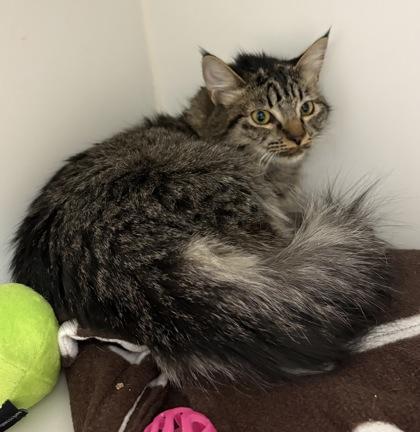 Feathers, a Adoptable mixed breed in Lebec, CA image 2/2