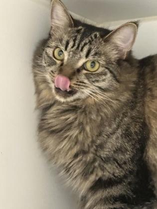 Enlarge Feathers, a Adoptable mixed breed in Lebec, CA image 3/3