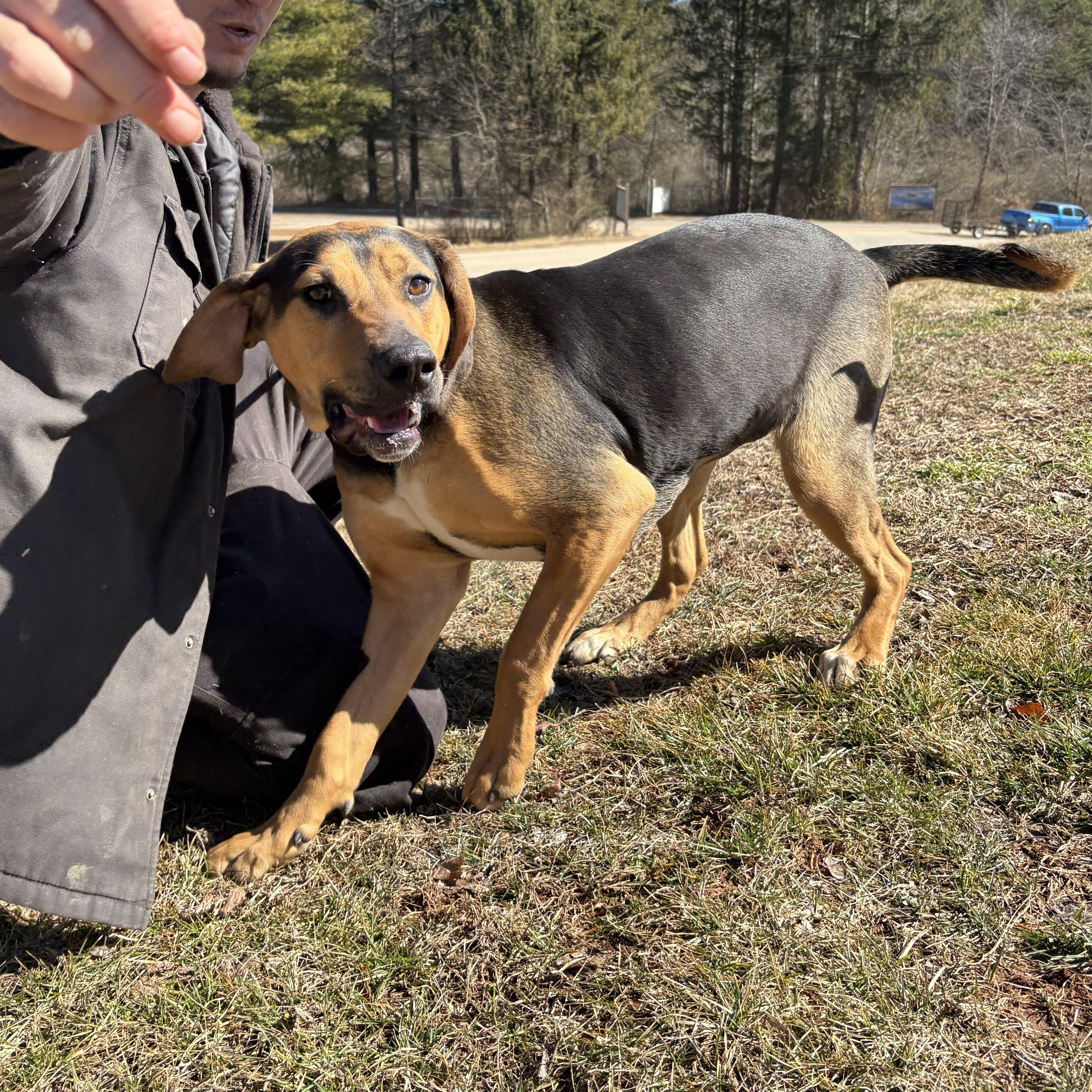 Enlarge Dottie, an adopted Black and Tan Coonhound in Franklin, NC image 2/2