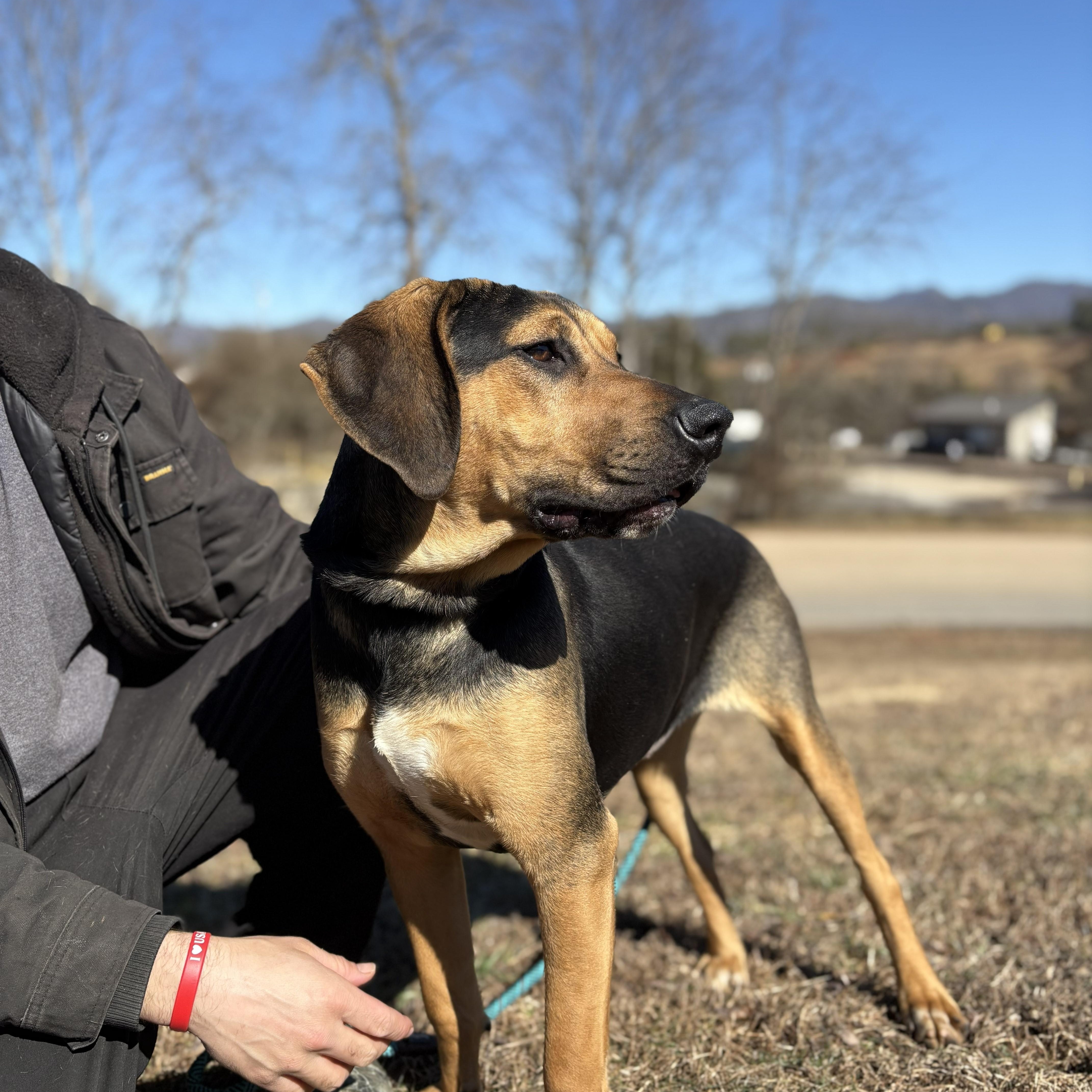 Enlarge Dottie, an adopted Black and Tan Coonhound in Franklin, NC image 1/2