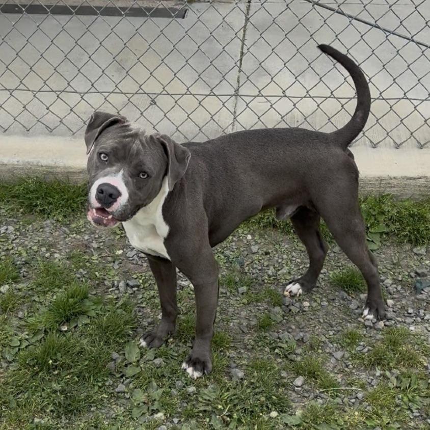 Enlarge Houdini, a Adoptable mixed breed in Ridgely, MD image 1/6