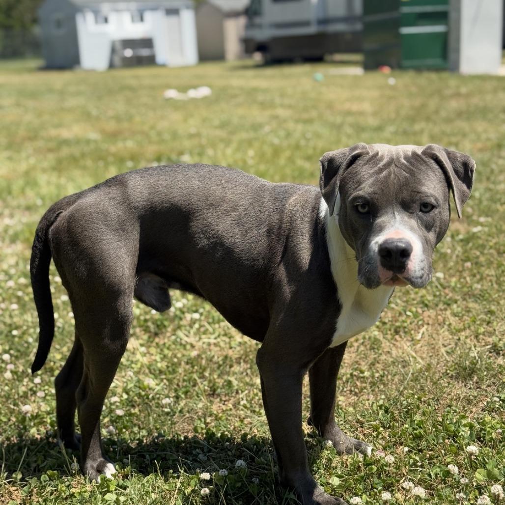 Enlarge Houdini, a Adoptable mixed breed in Ridgely, MD image 2/6