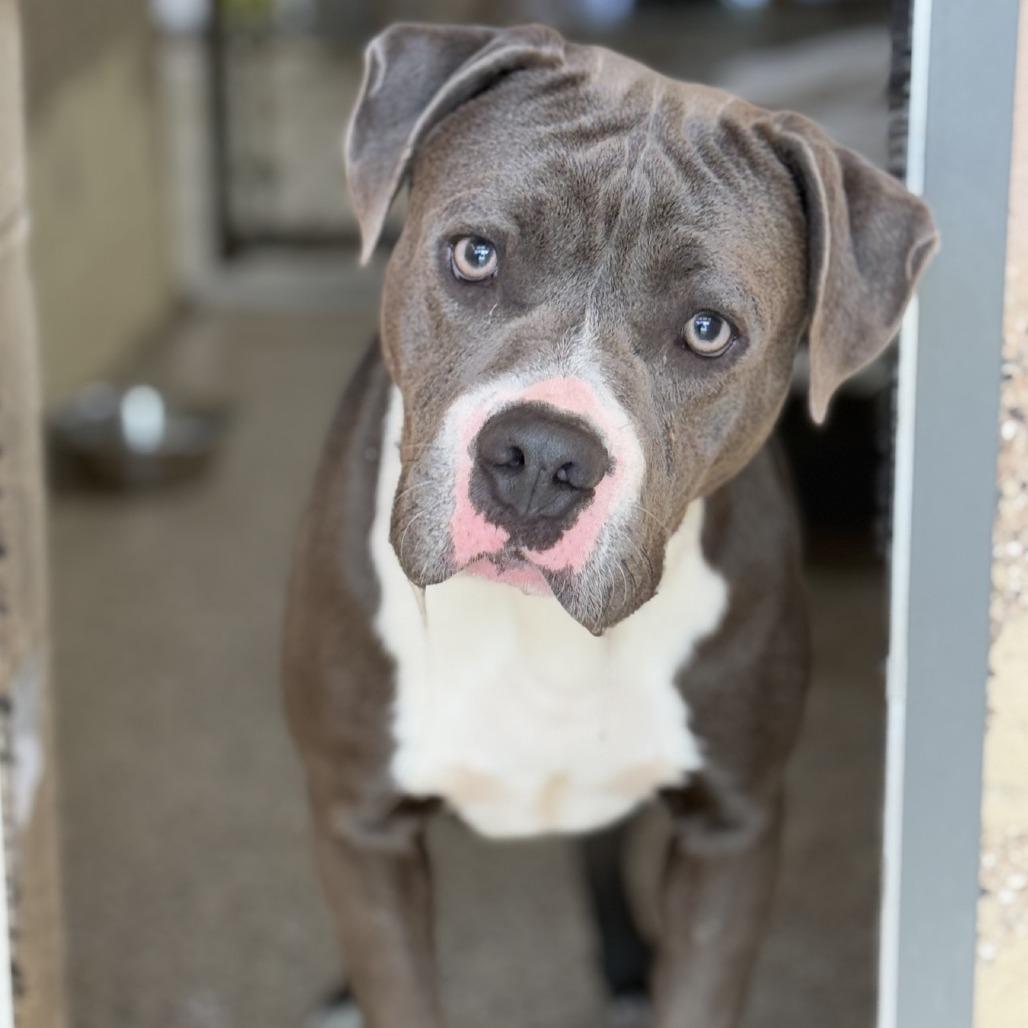 Enlarge Houdini, a Adoptable mixed breed in Ridgely, MD image 3/6