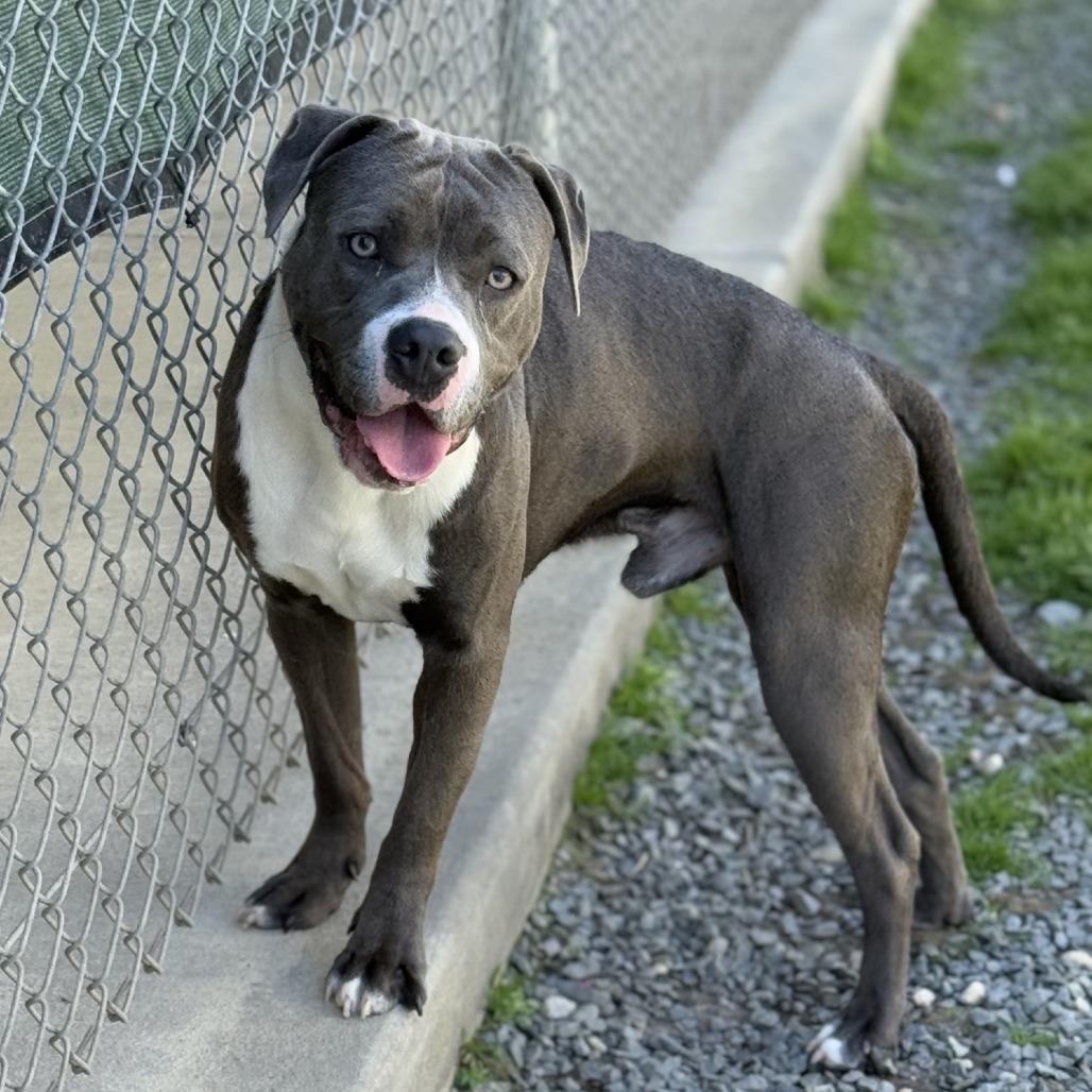 Enlarge Houdini, a Adoptable mixed breed in Ridgely, MD image 4/6