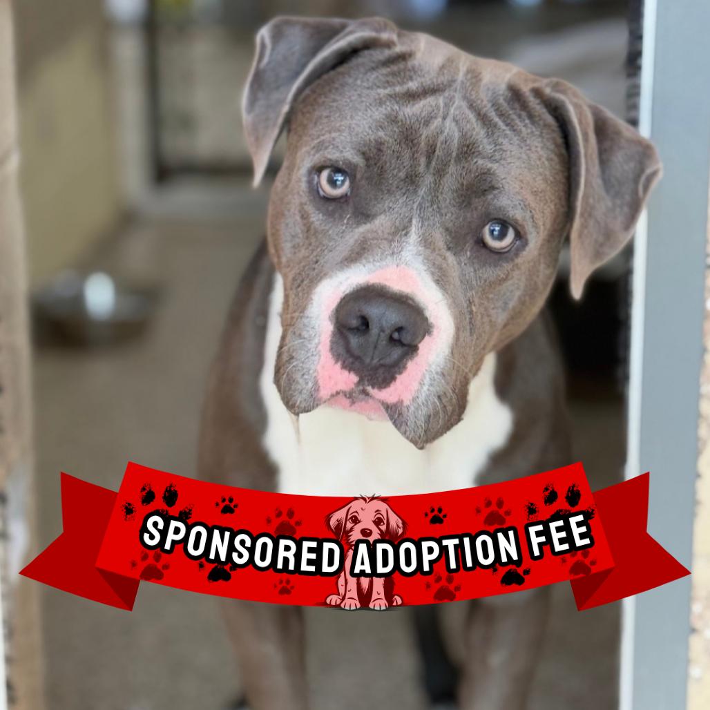 Enlarge Houdini, a Adoptable mixed breed in Ridgely, MD image 4/6