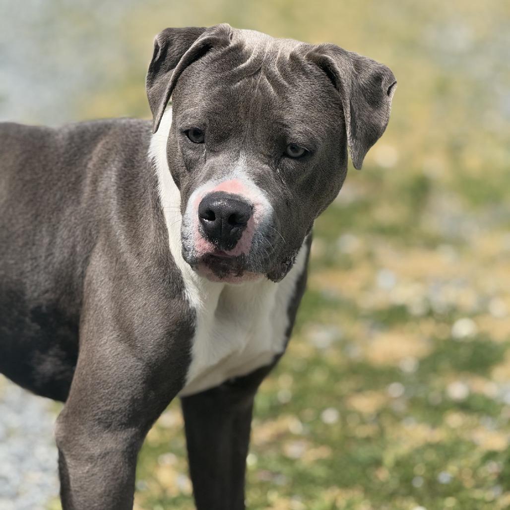 Enlarge Houdini, a Adoptable mixed breed in Ridgely, MD image 5/6