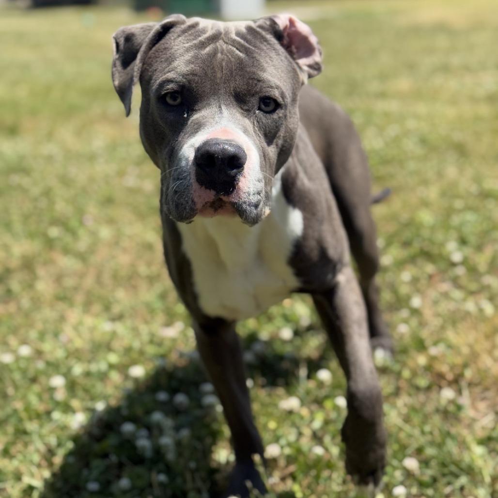 Enlarge Houdini, a Adoptable mixed breed in Ridgely, MD image 6/6