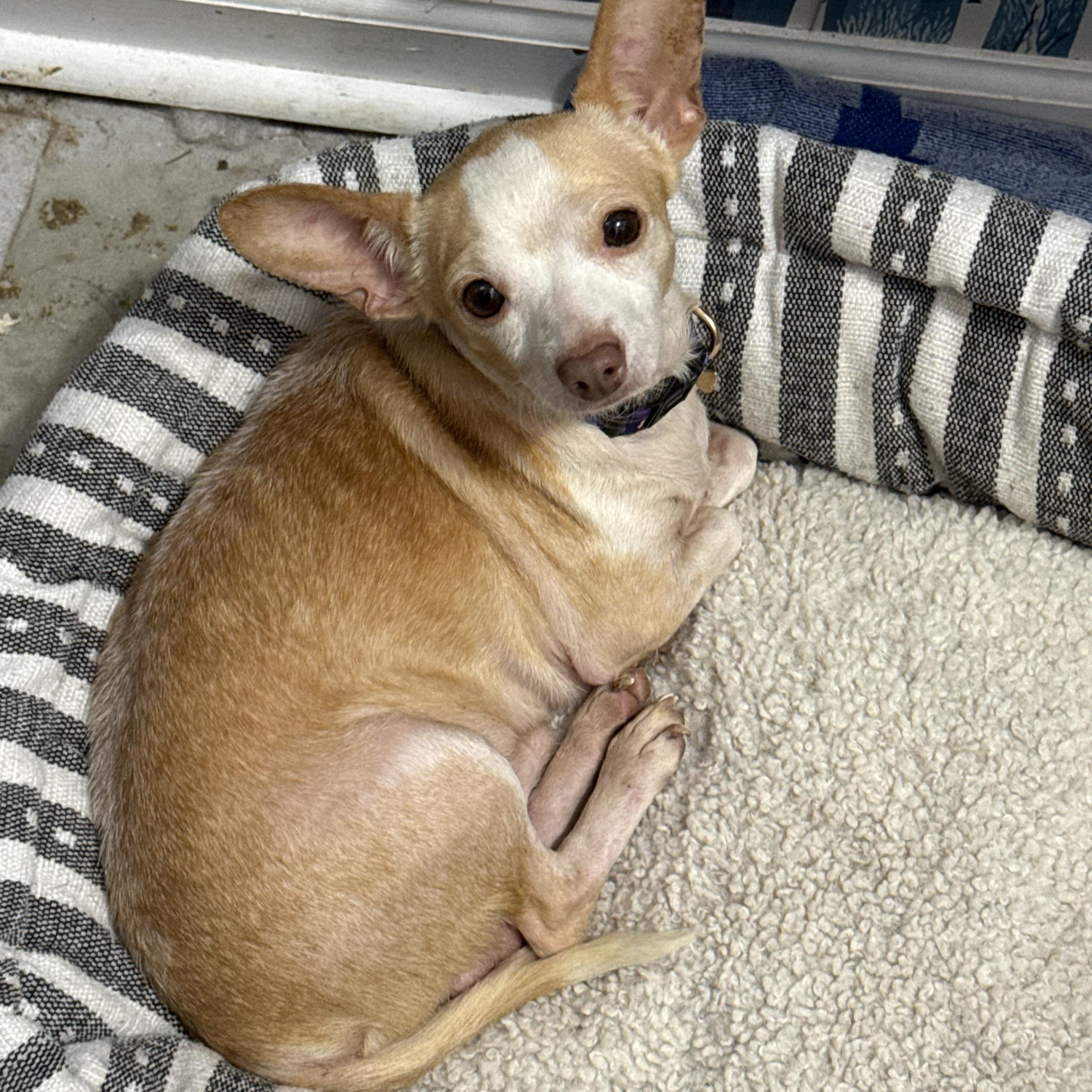 Enlarge Driftwood, a Adoptable Chihuahua in Folkston, GA image 5/6