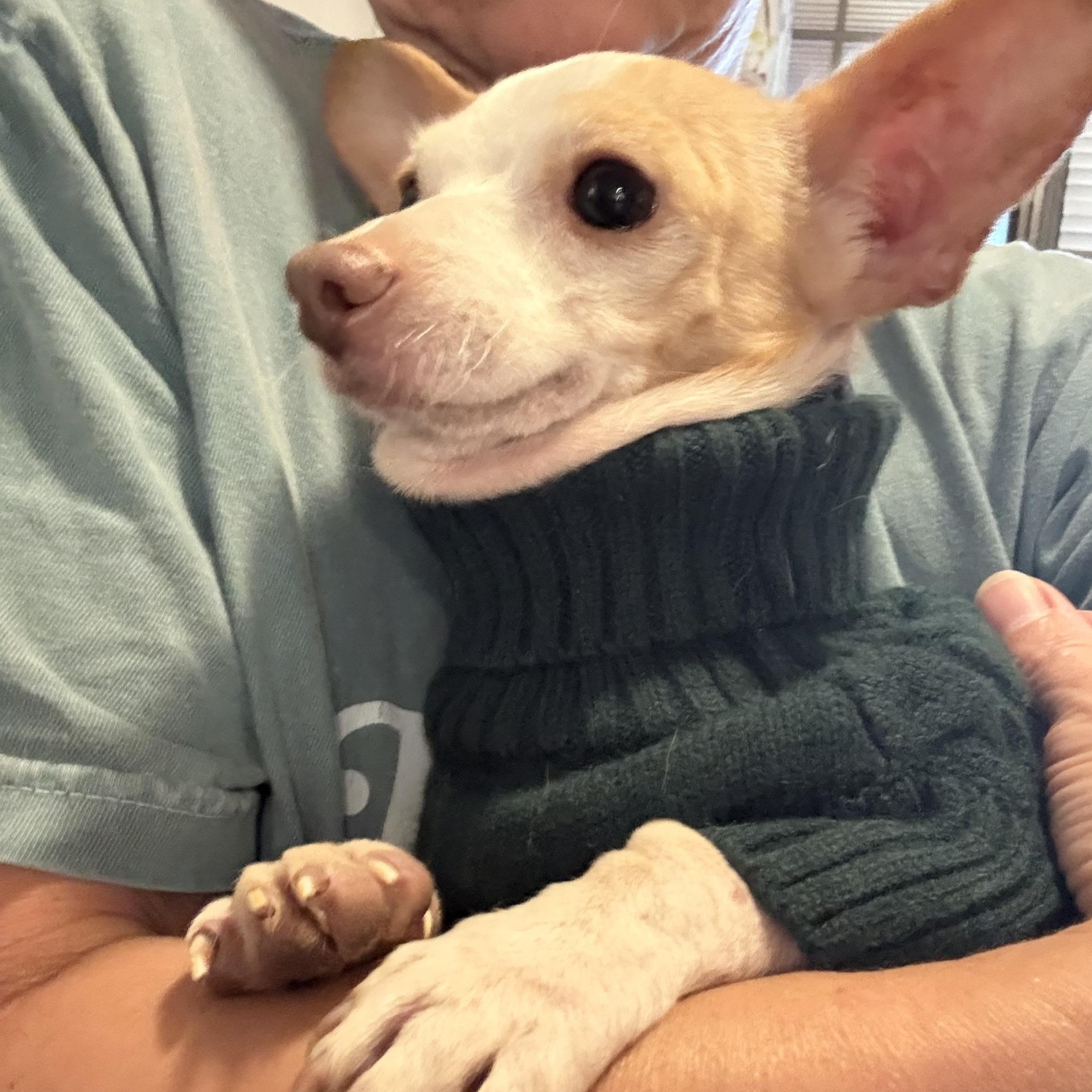Enlarge Driftwood, a Adoptable Chihuahua in Folkston, GA image 3/6