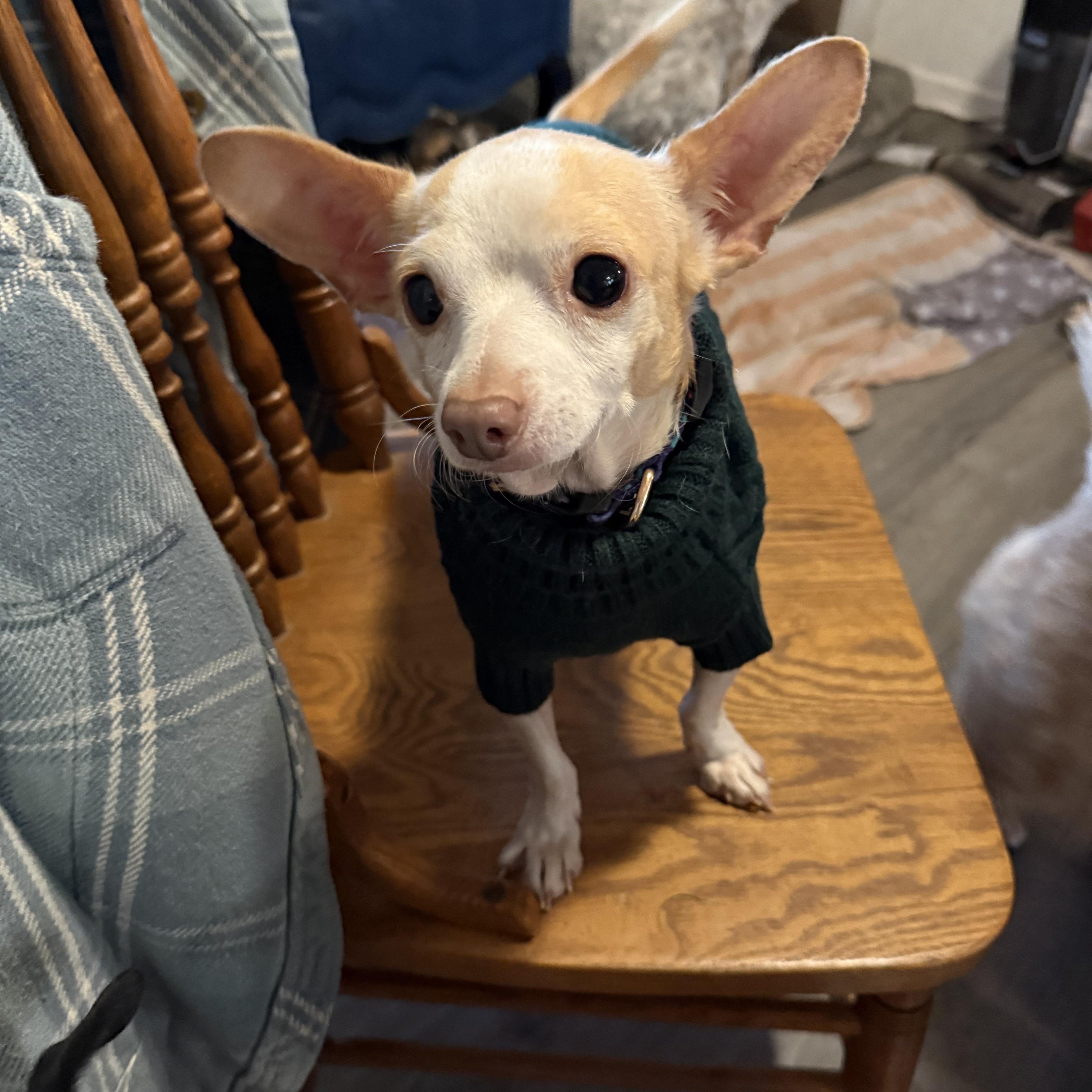 Enlarge Driftwood, a Adoptable Chihuahua in Folkston, GA image 2/6