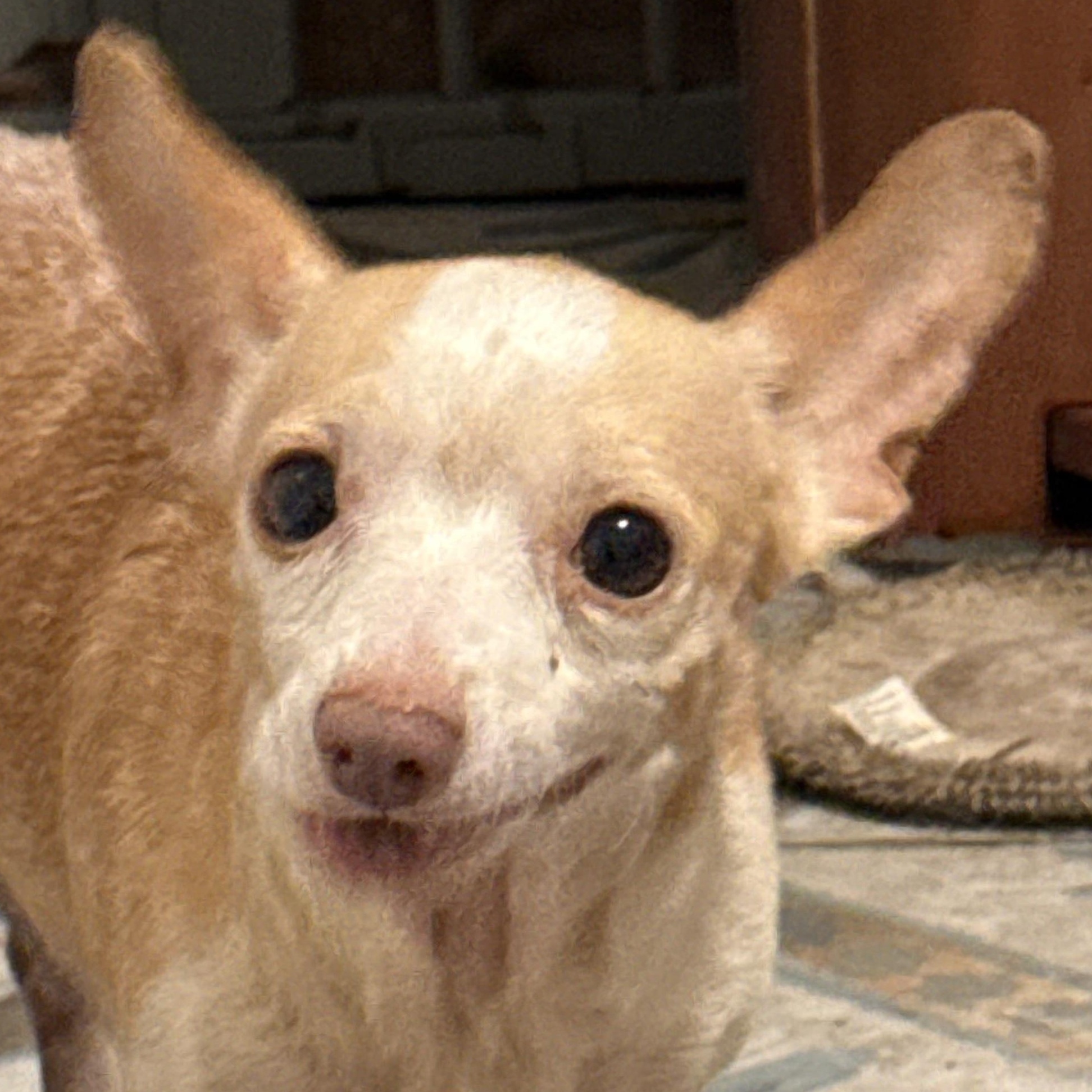 Enlarge Driftwood, a Adoptable Chihuahua in Folkston, GA image 6/6