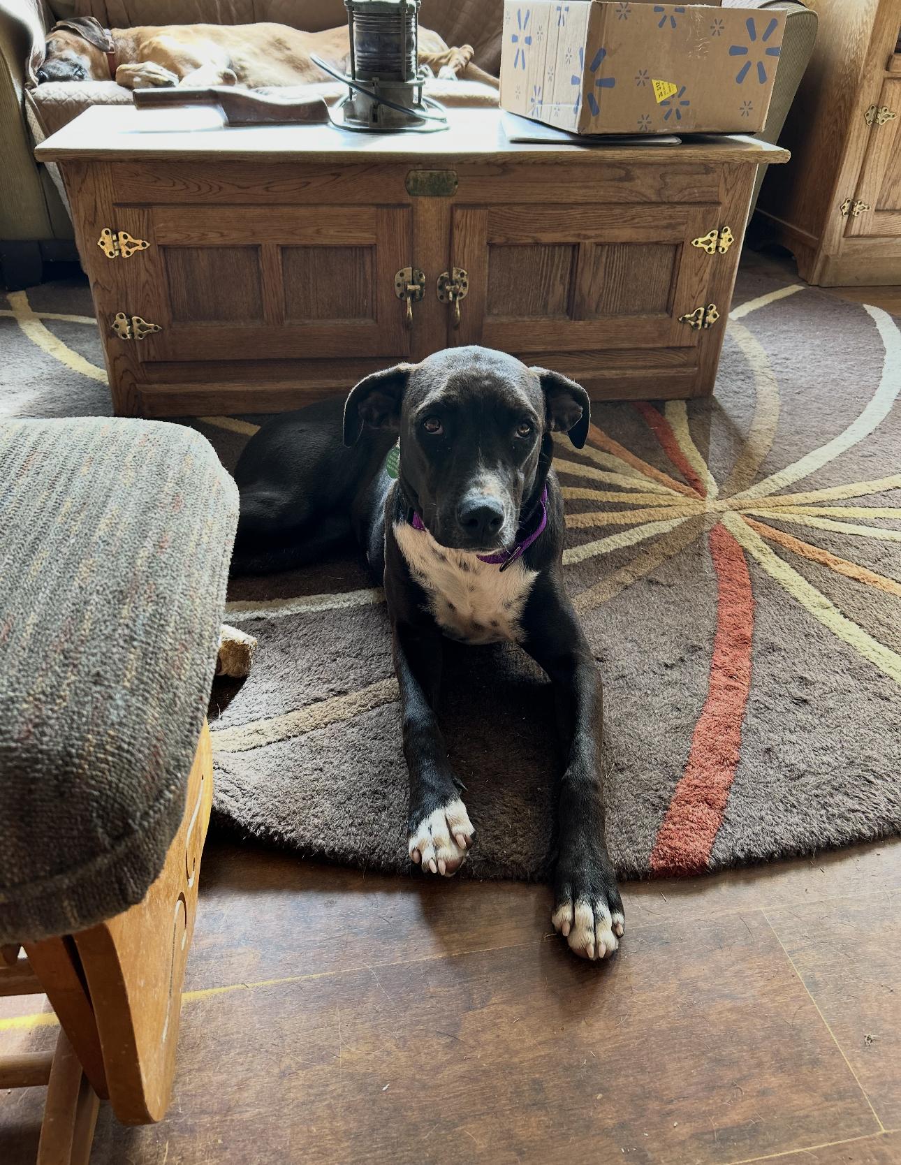 PERLA, a ADOPTABLE mixed breed in Oroville , CA image 2/4
