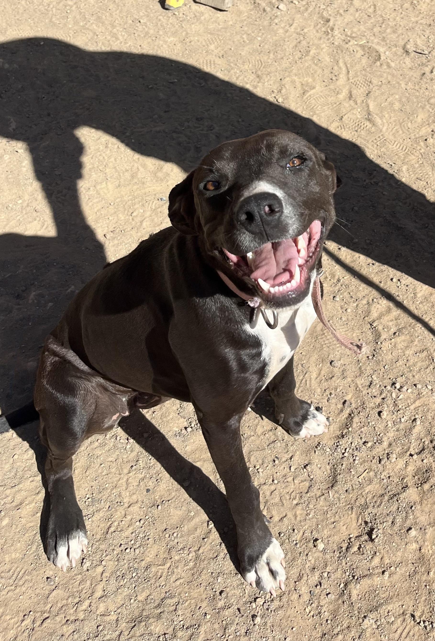 PERLA, a ADOPTABLE mixed breed in Oroville , CA image 3/4