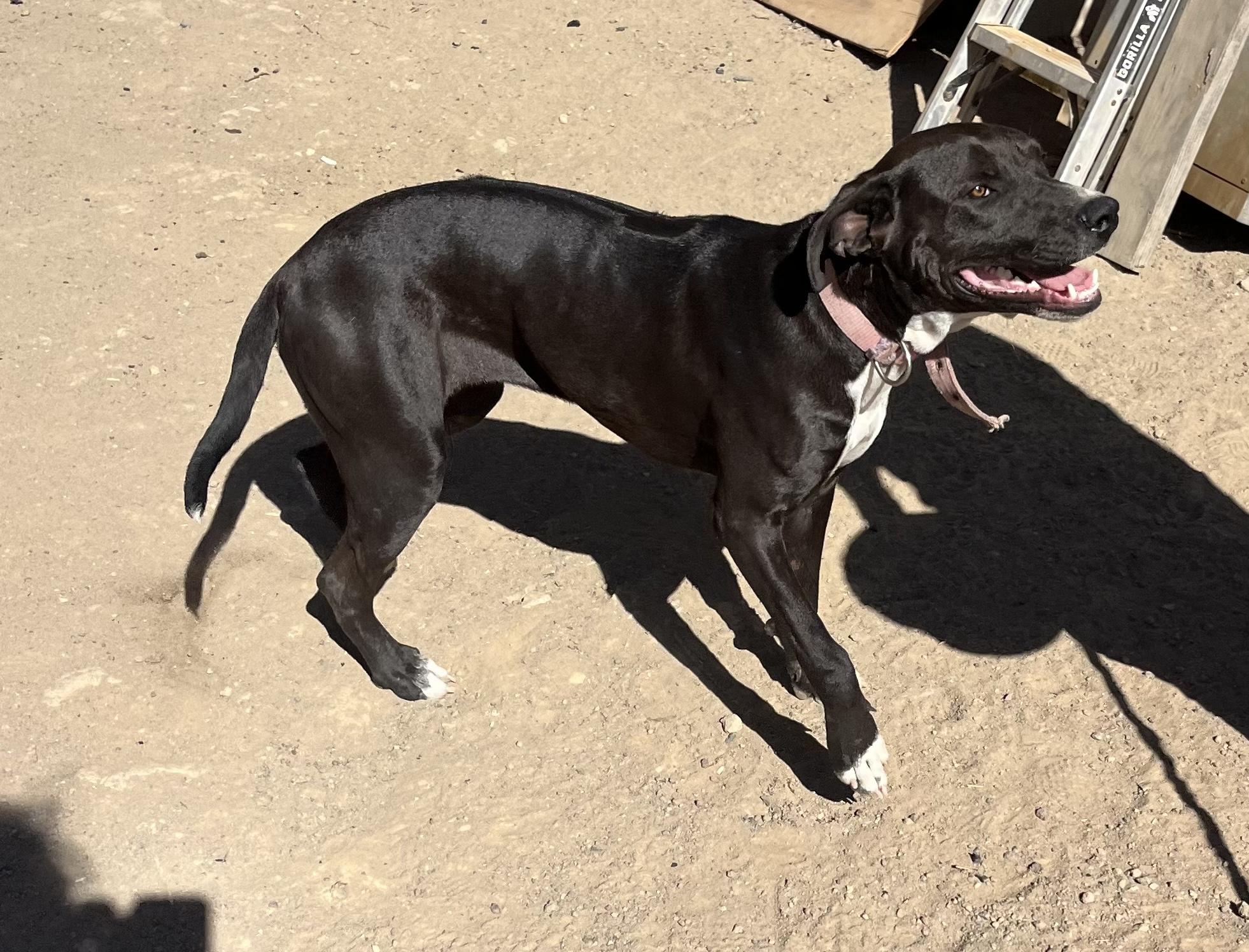 PERLA, a ADOPTABLE mixed breed in Oroville , CA image 4/4