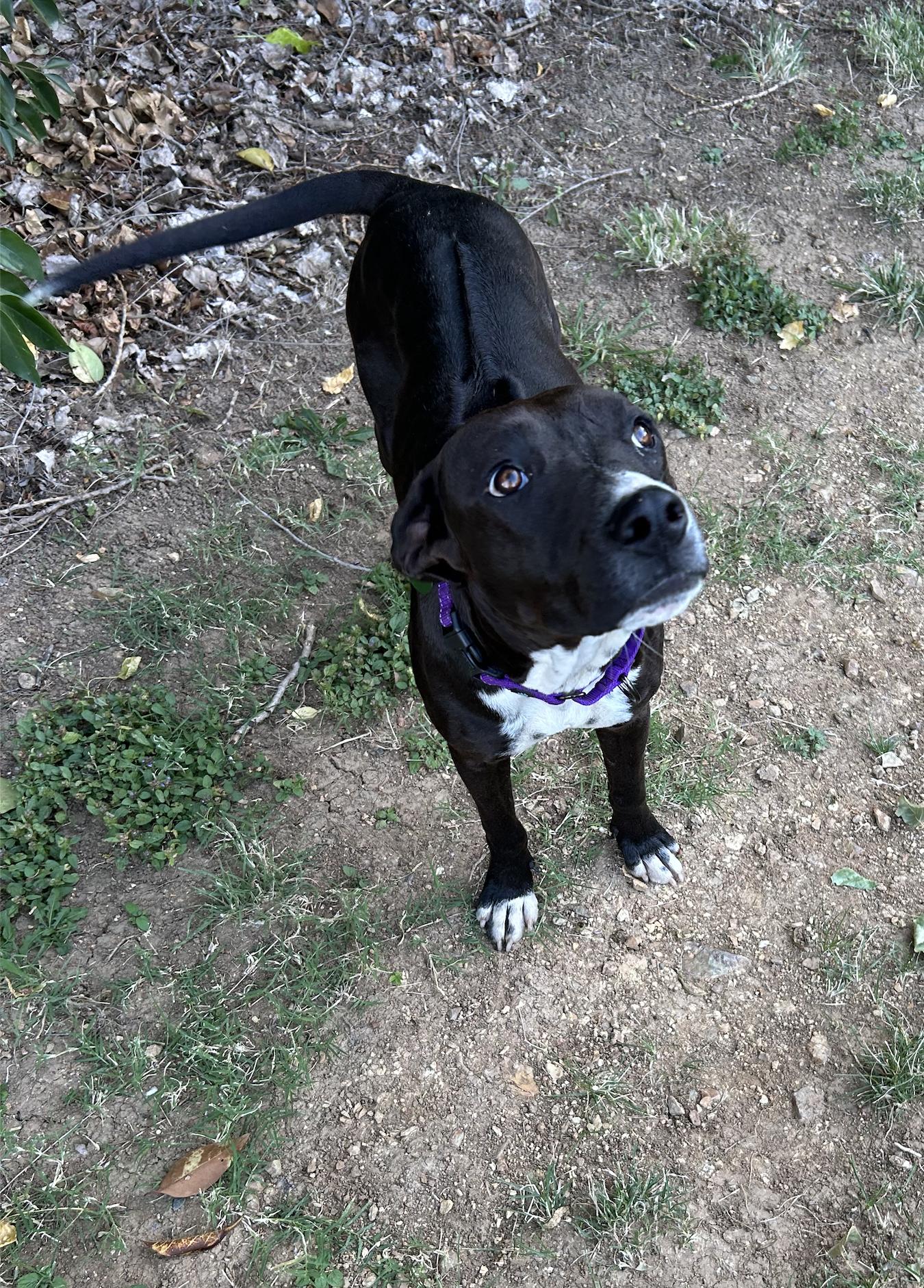 PERLA, ADOPTABLE, Young Female Rhodesian Ridgeback.