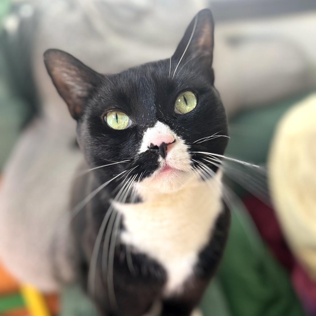 Zeke, Adoptable, Senior Male Domestic Short Hair & Domestic Short Hair.