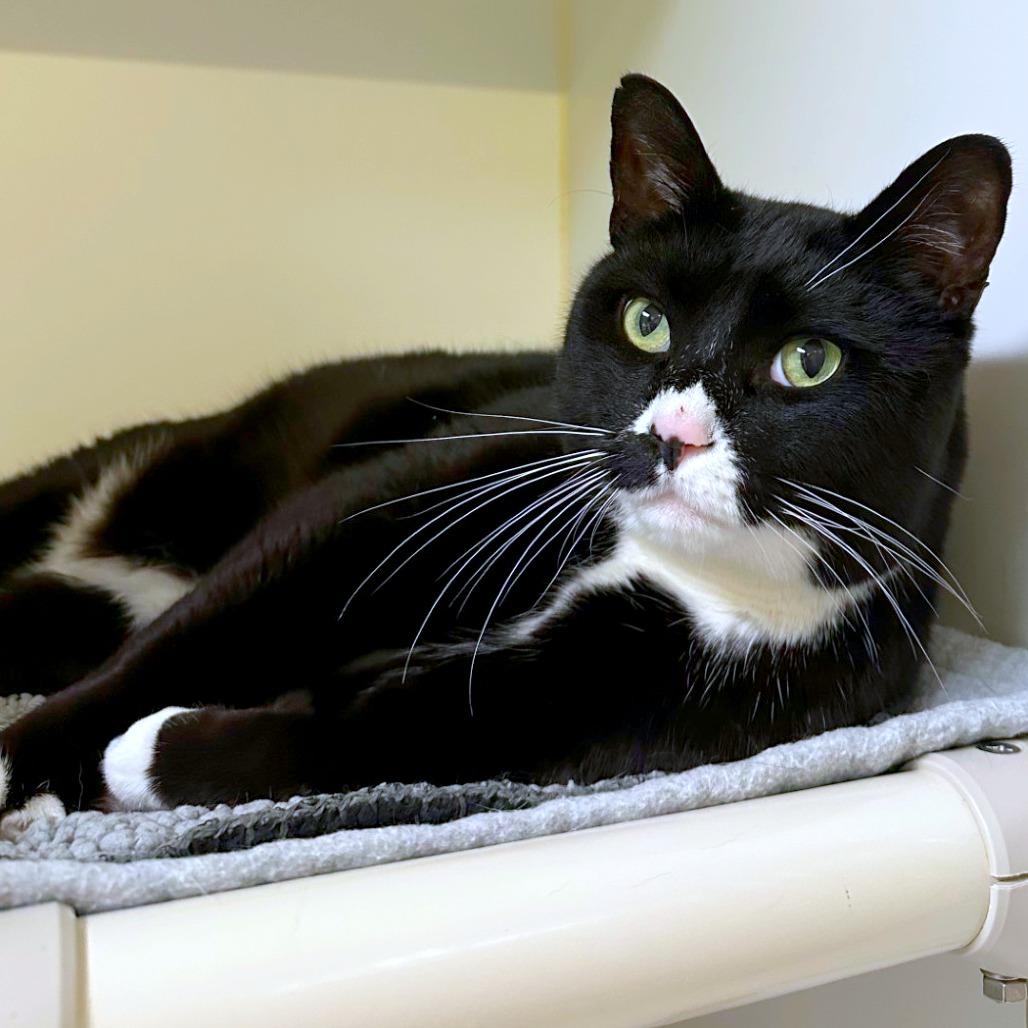Enlarge Zeke, a Adoptable mixed breed in Woodinville, WA image 3/6